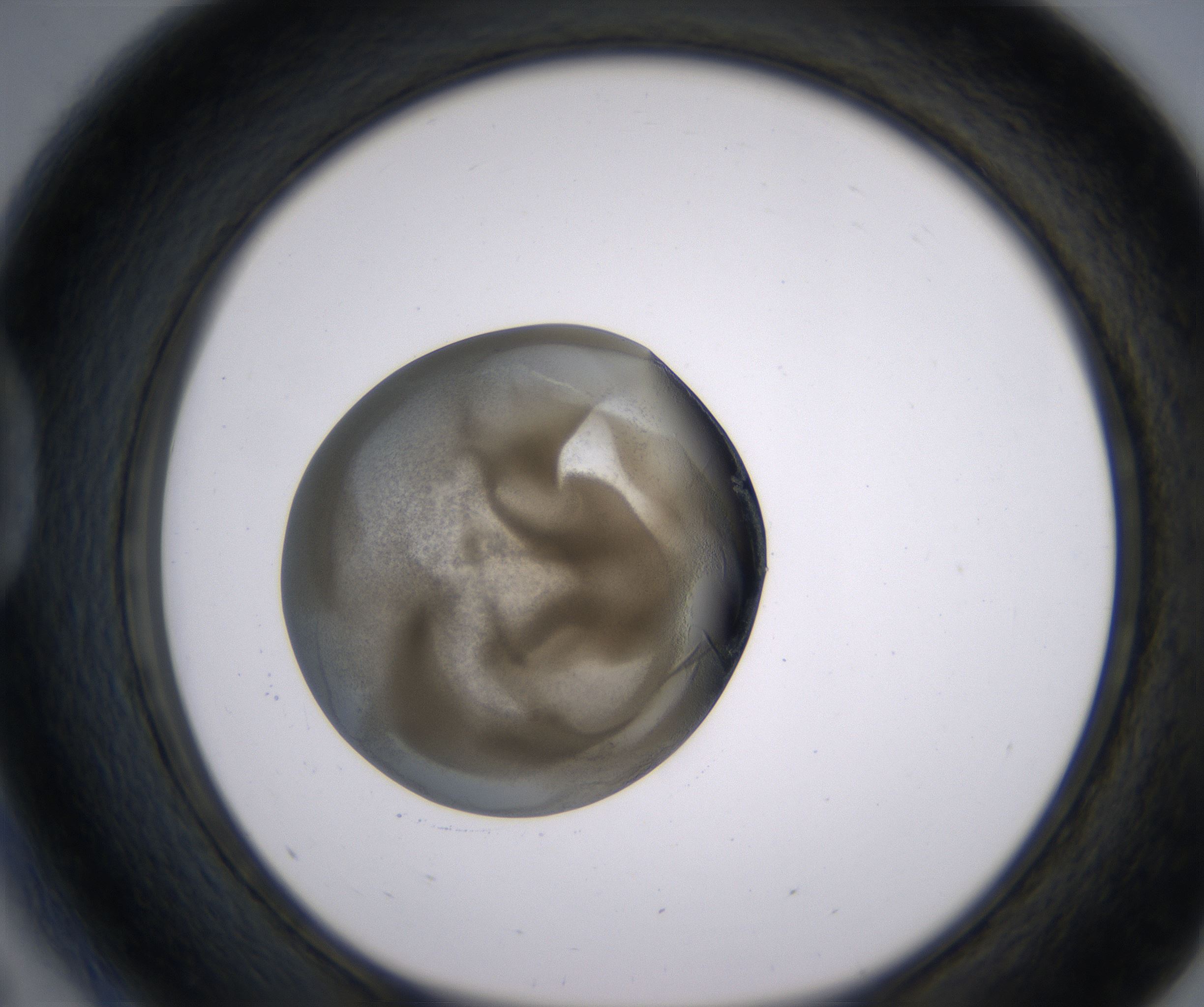 D5_HighResolution_Precipitate_1.jpg