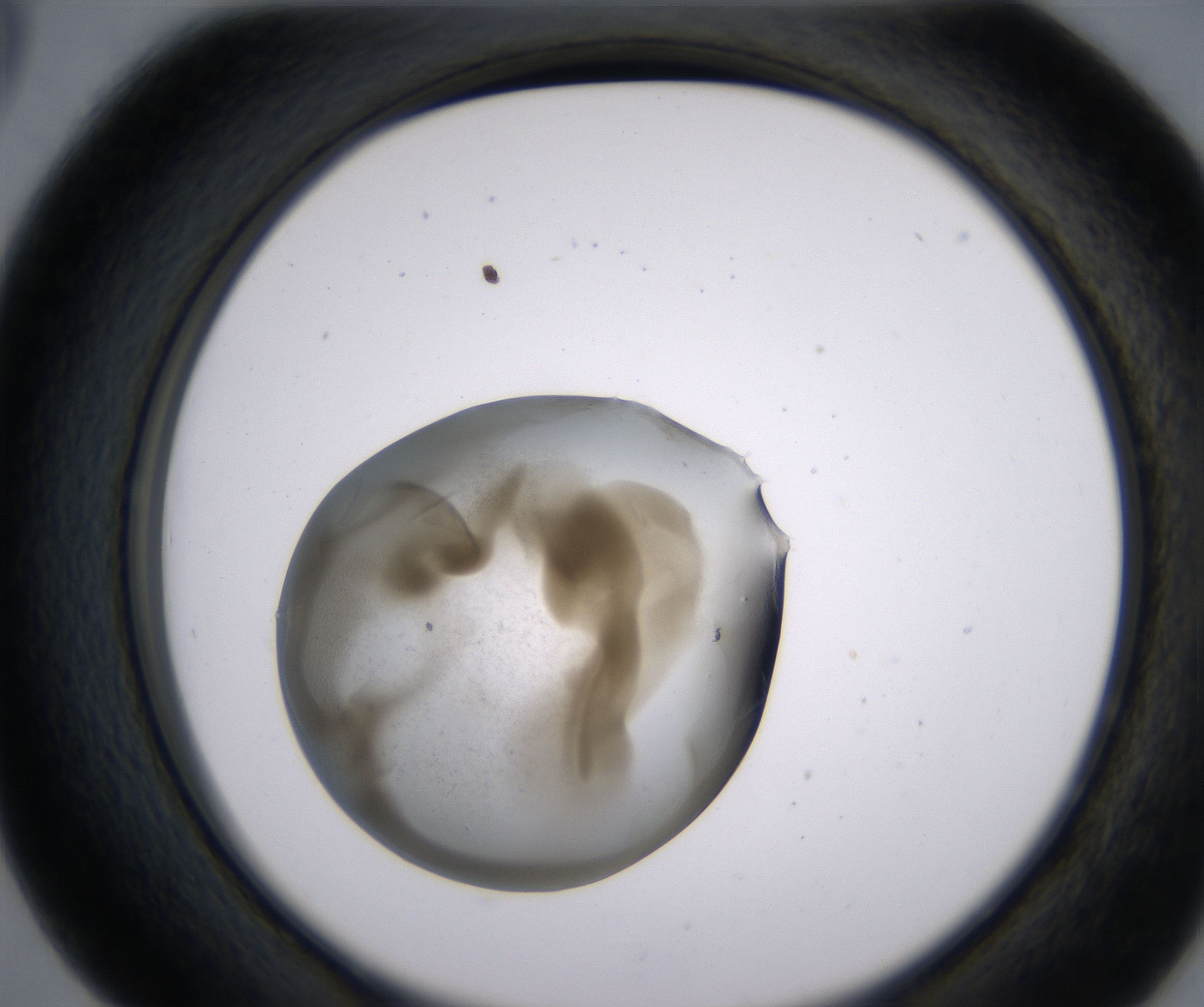 D5_HighResolution_Precipitate_2.jpg