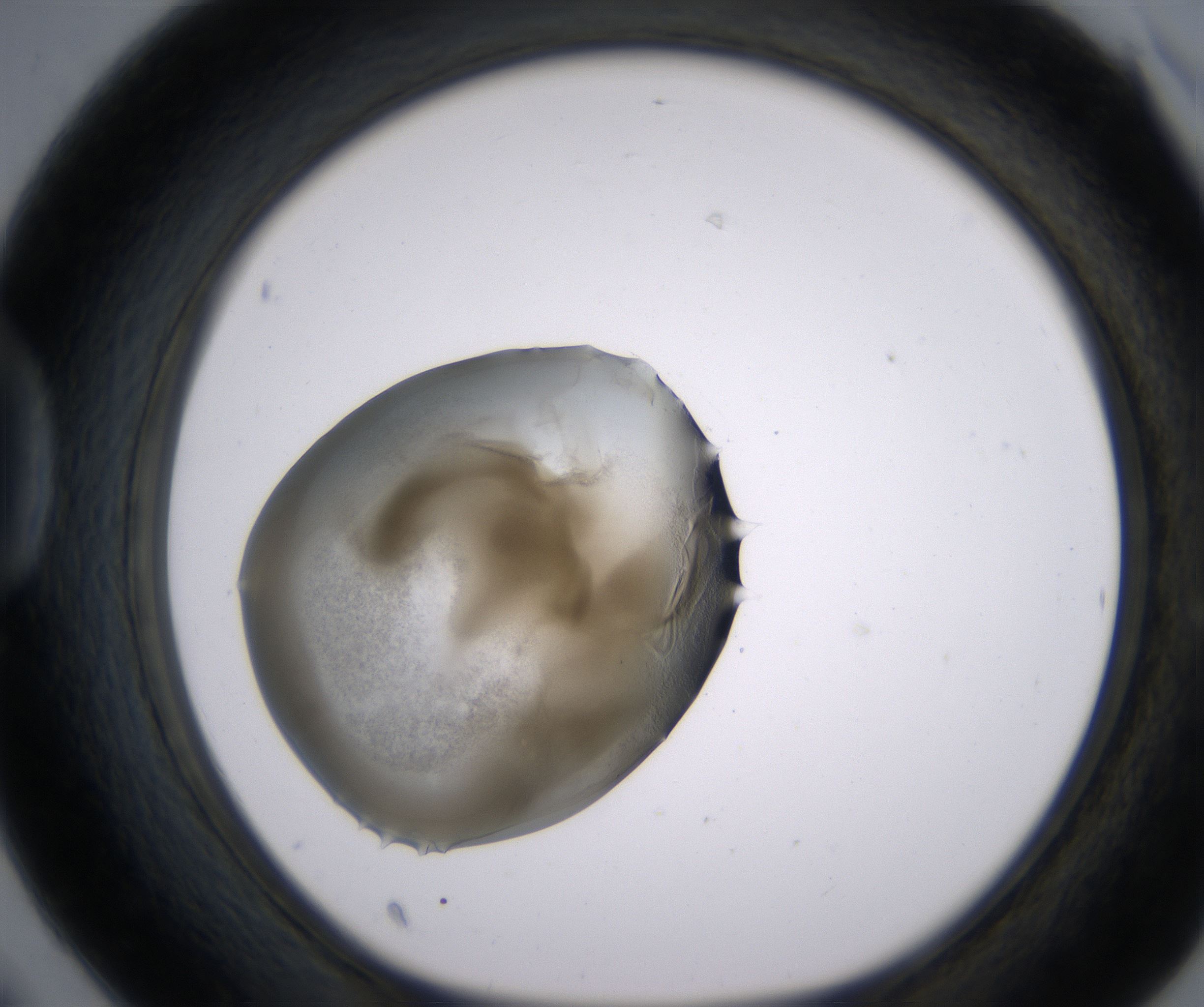 D6_HighResolution_Precipitate_1.jpg