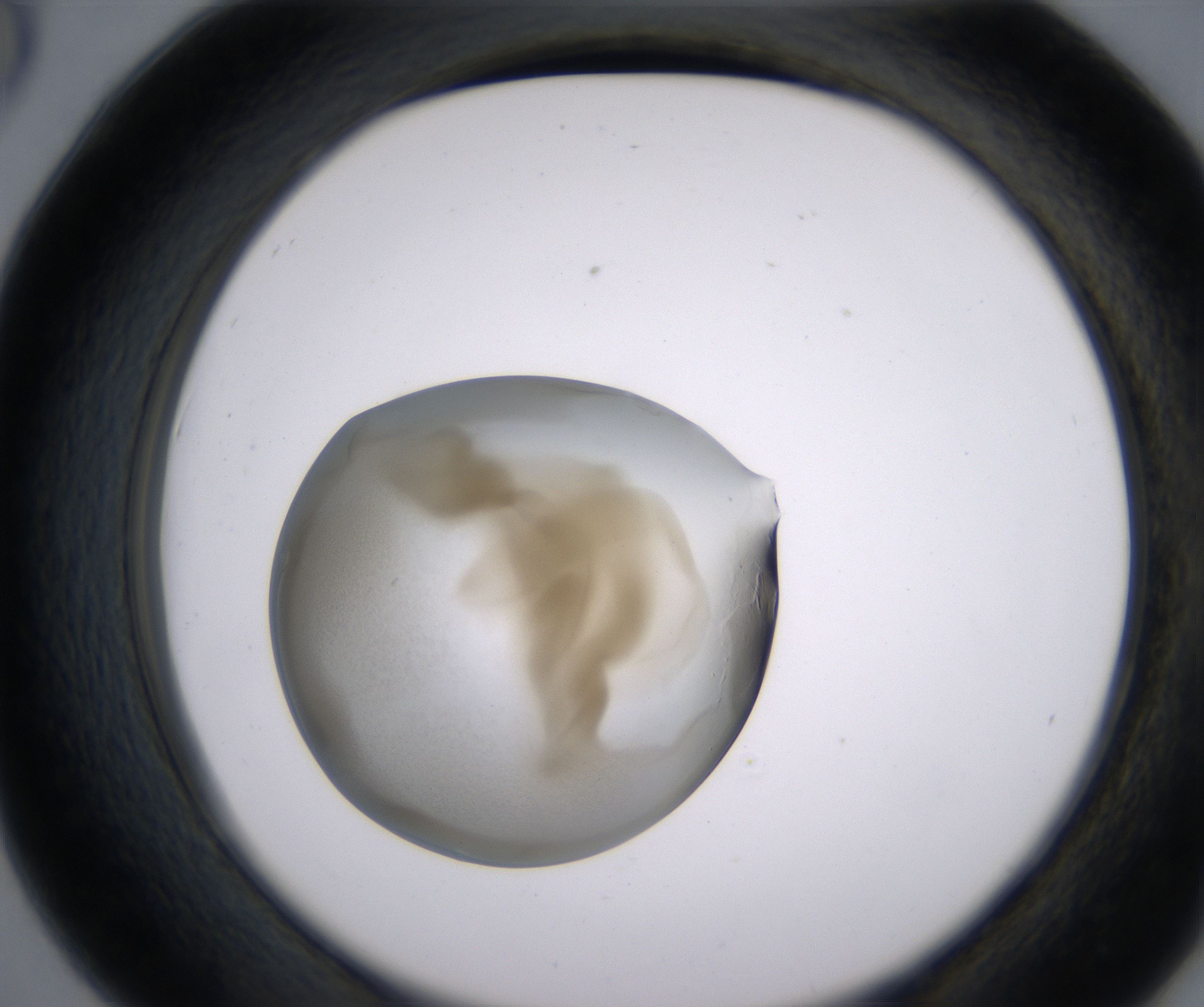 D6_HighResolution_Precipitate_2.jpg