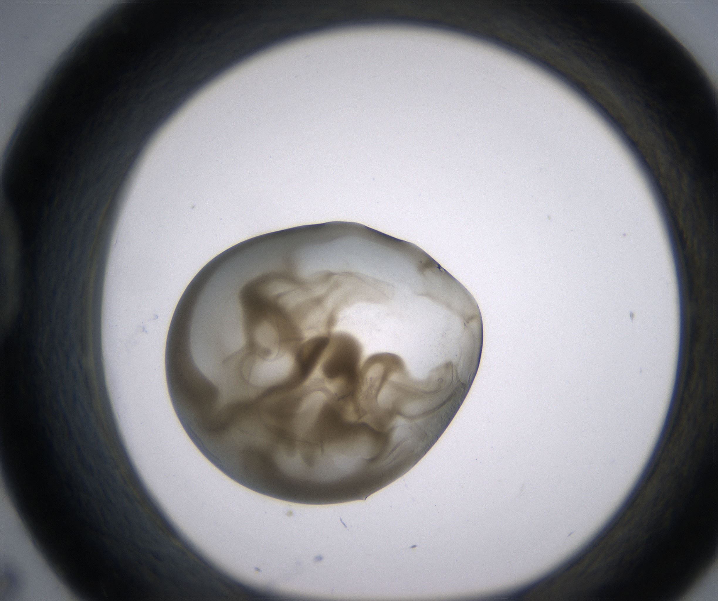 D7_HighResolution_Precipitate_1.jpg