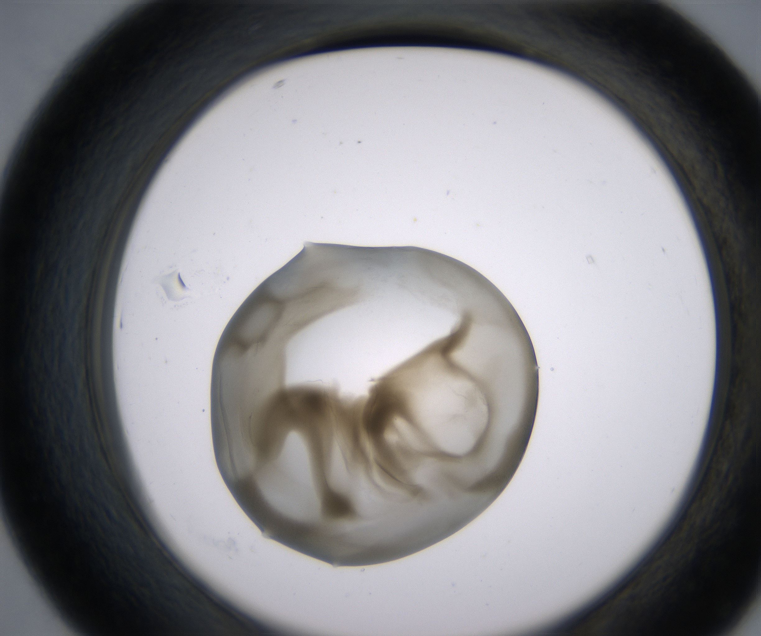 D7_HighResolution_Precipitate_2.jpg