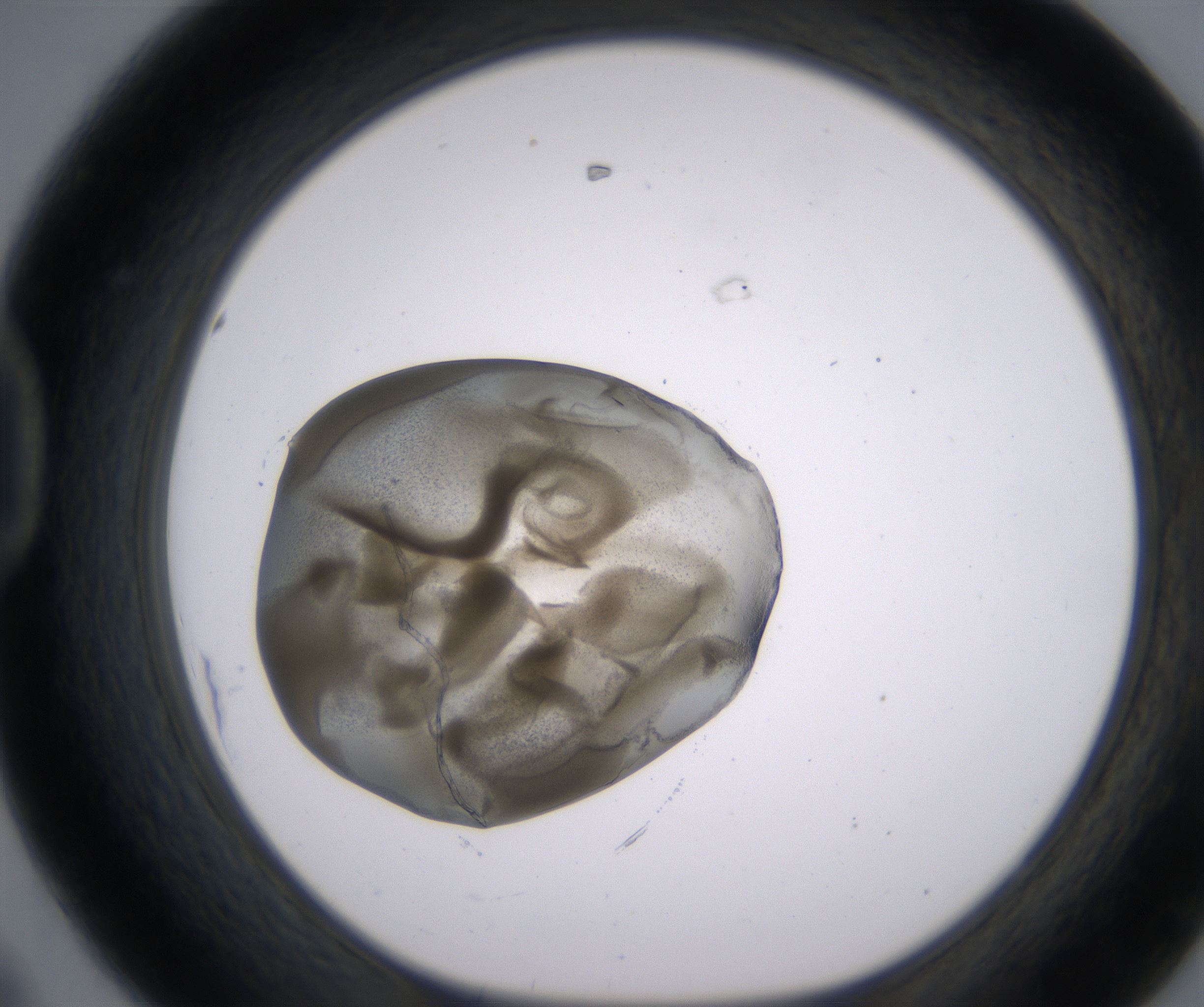 D8_HighResolution_Precipitate_1.jpg