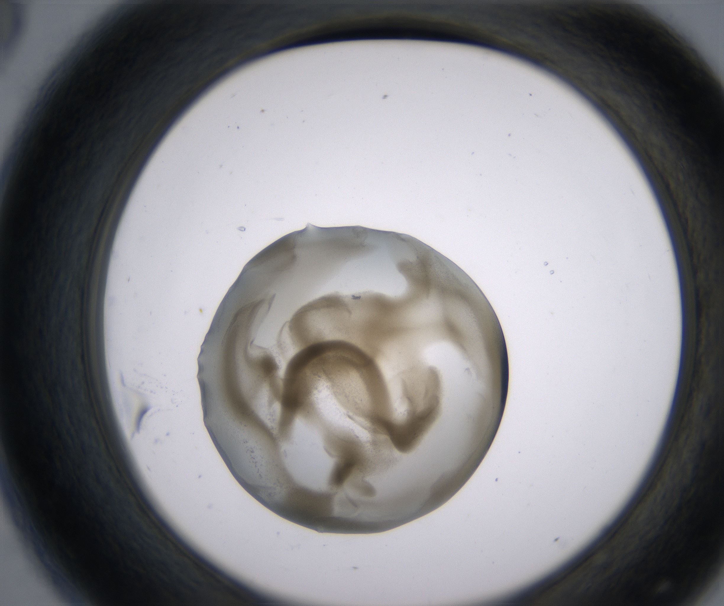 D8_HighResolution_Precipitate_2.jpg