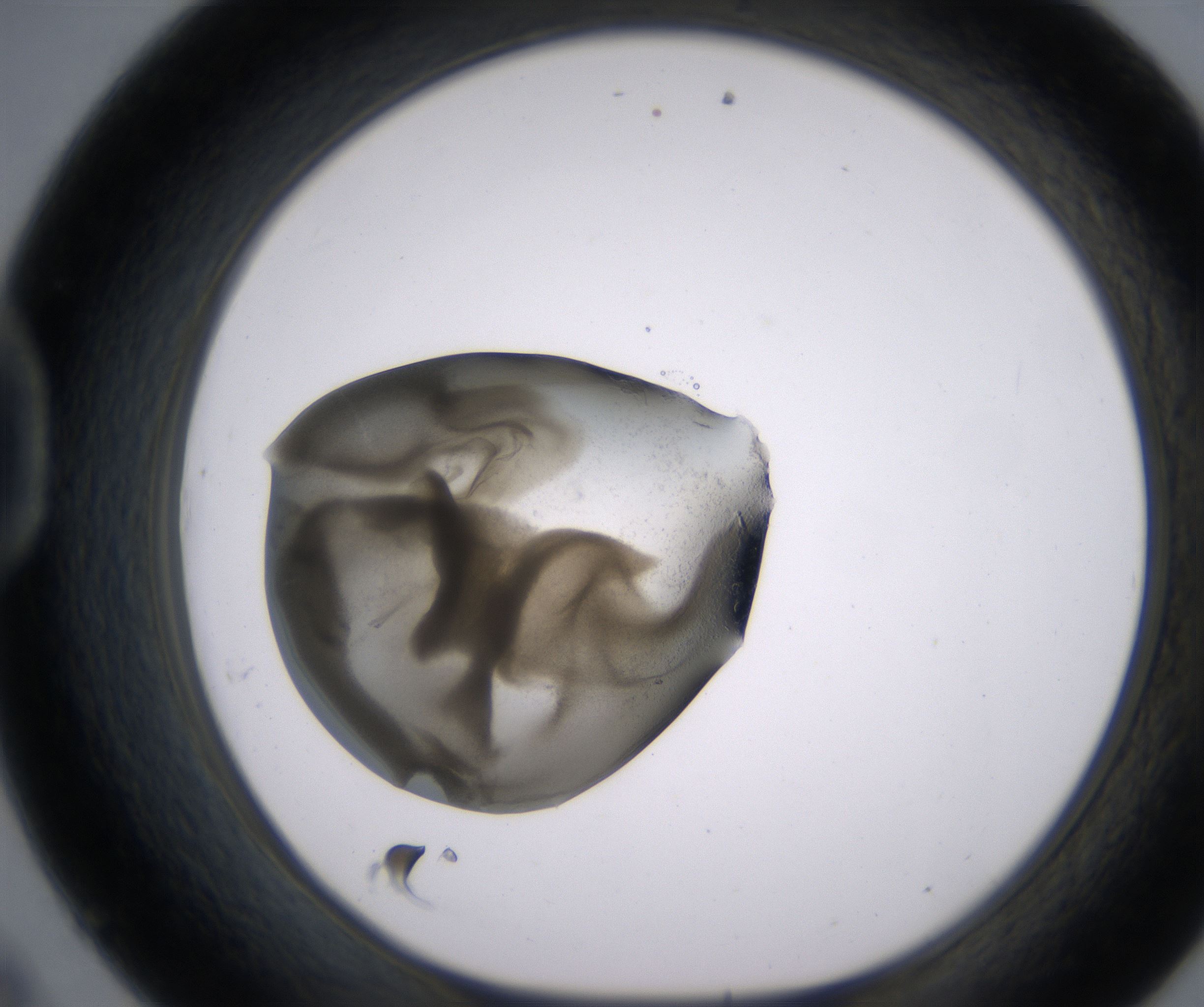 D9_HighResolution_Precipitate_1.jpg
