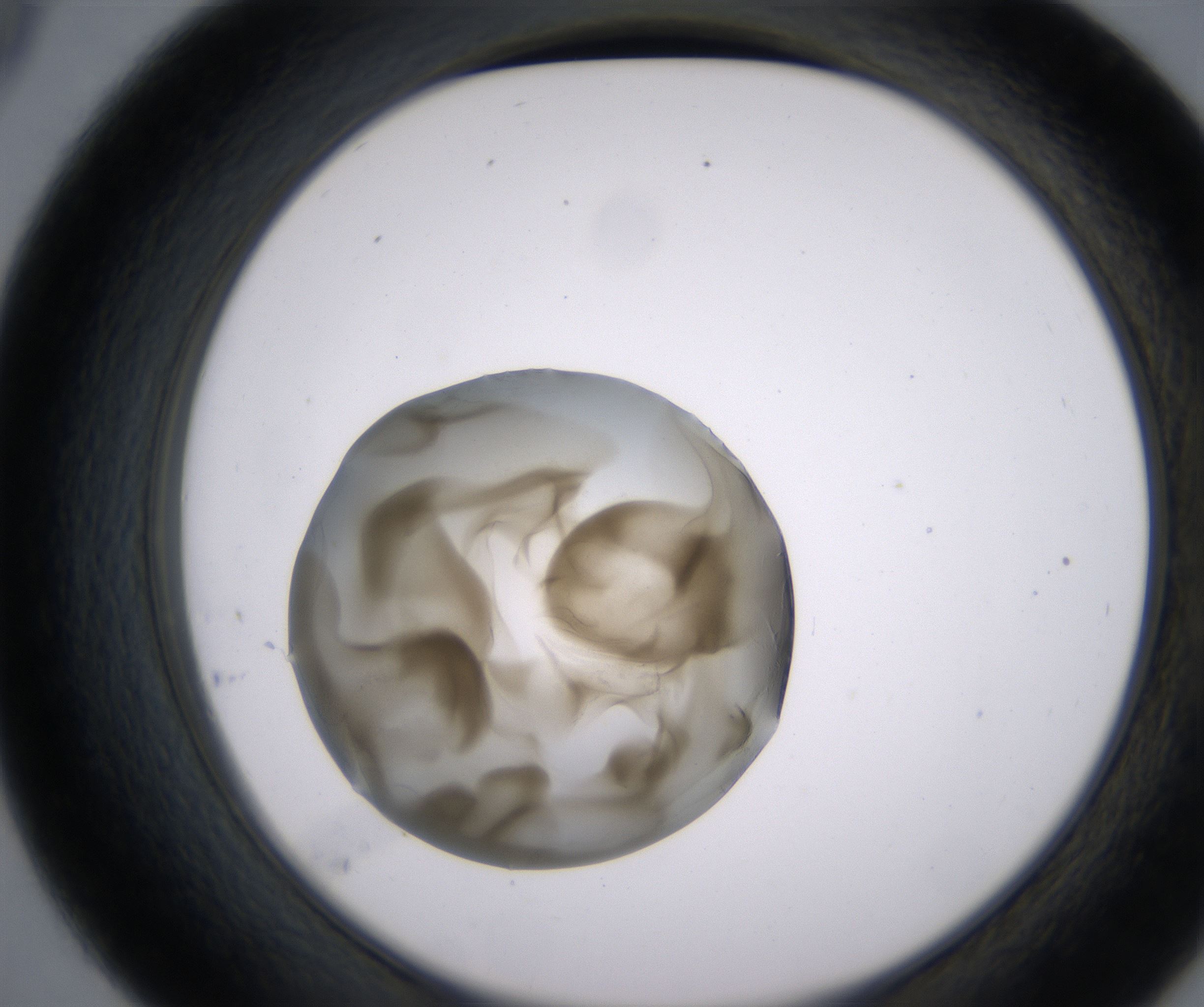 D9_HighResolution_Precipitate_2.jpg