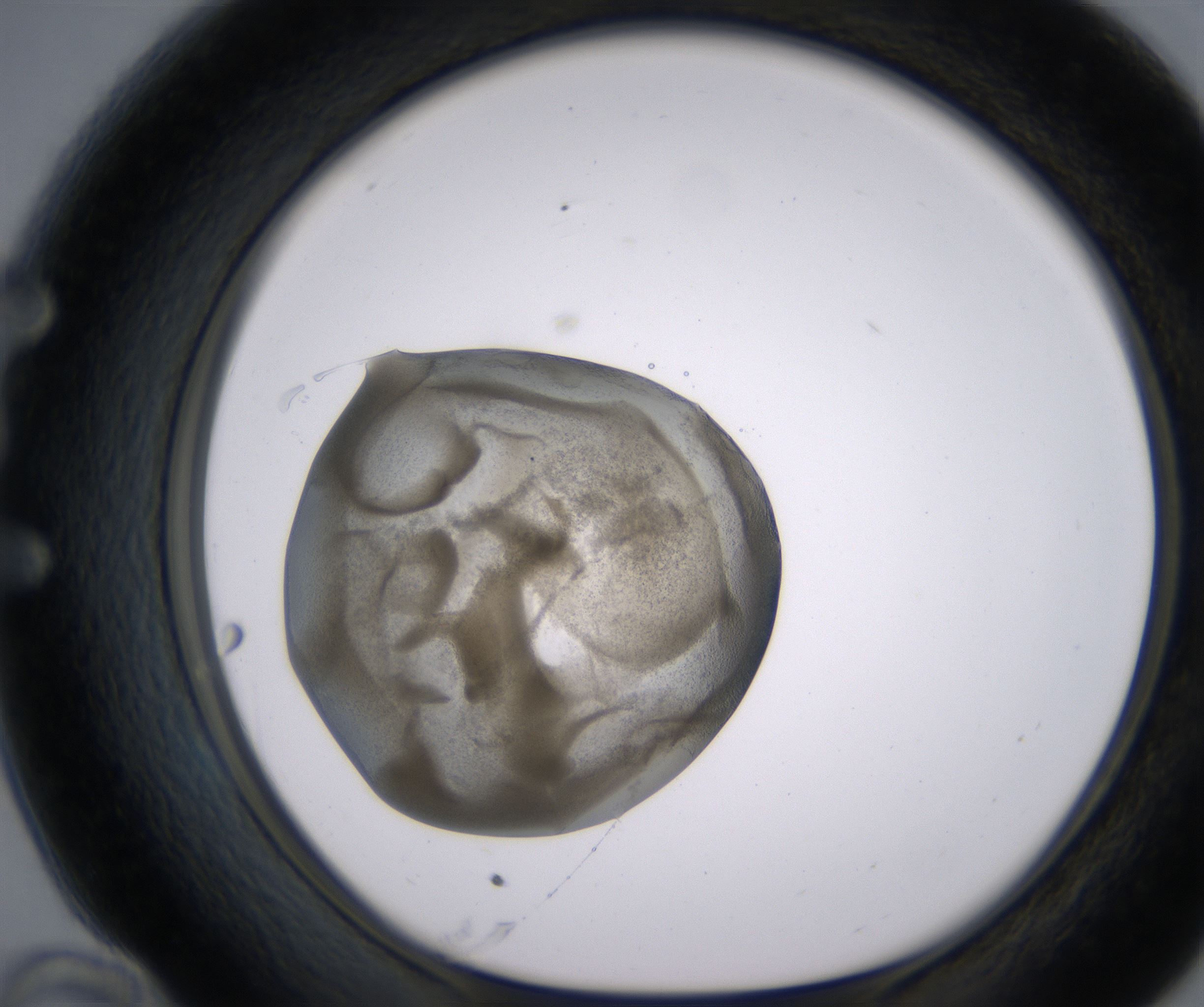 E10_HighResolution_Precipitate_1.jpg