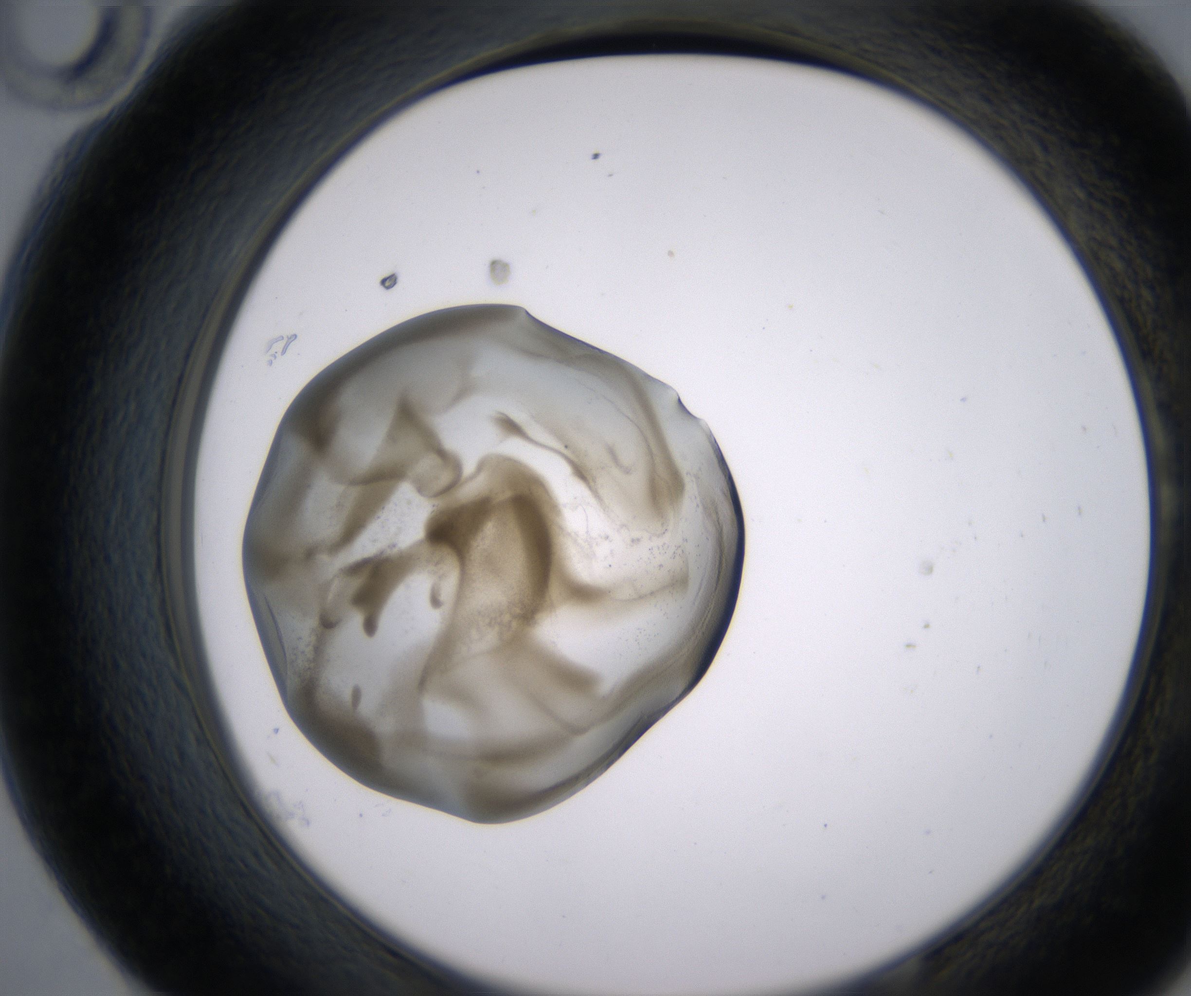 E10_HighResolution_Precipitate_2.jpg