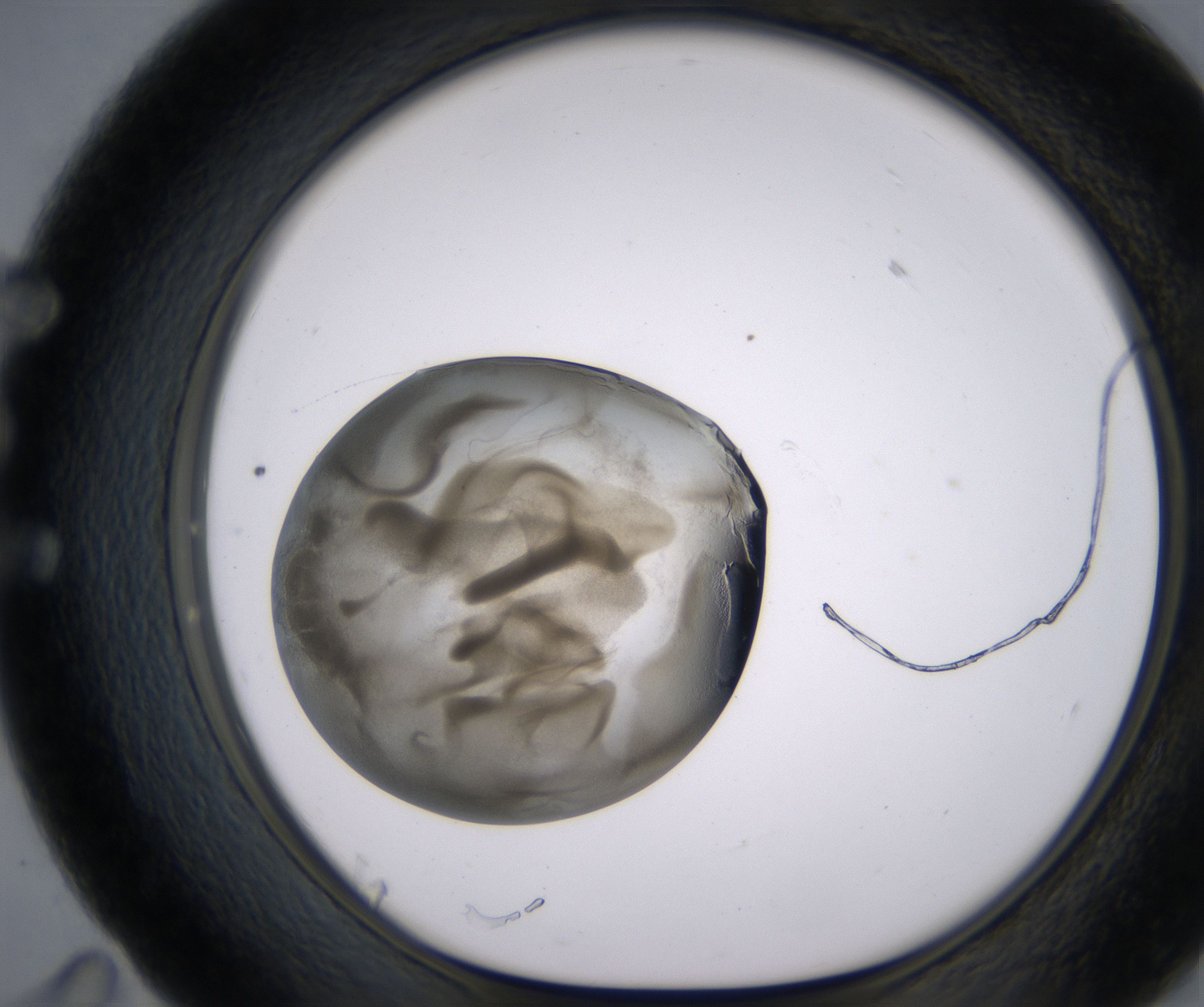 E11_HighResolution_Precipitate_1.jpg