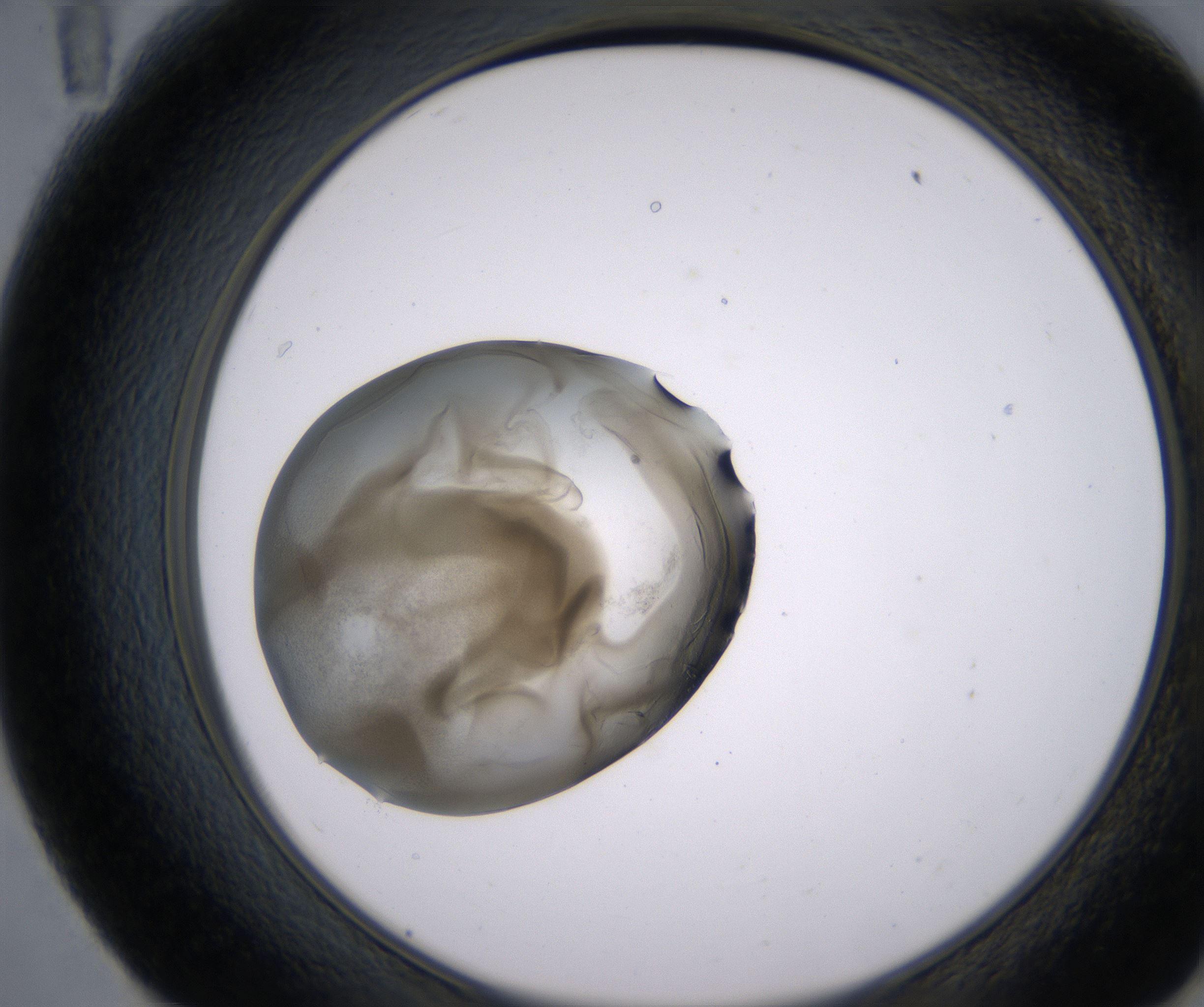 E11_HighResolution_Precipitate_2.jpg