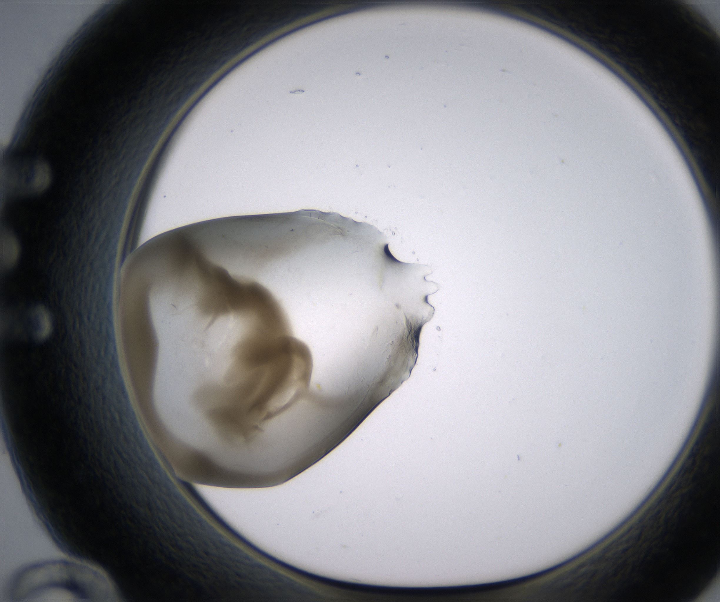 E12_HighResolution_Precipitate_1.jpg