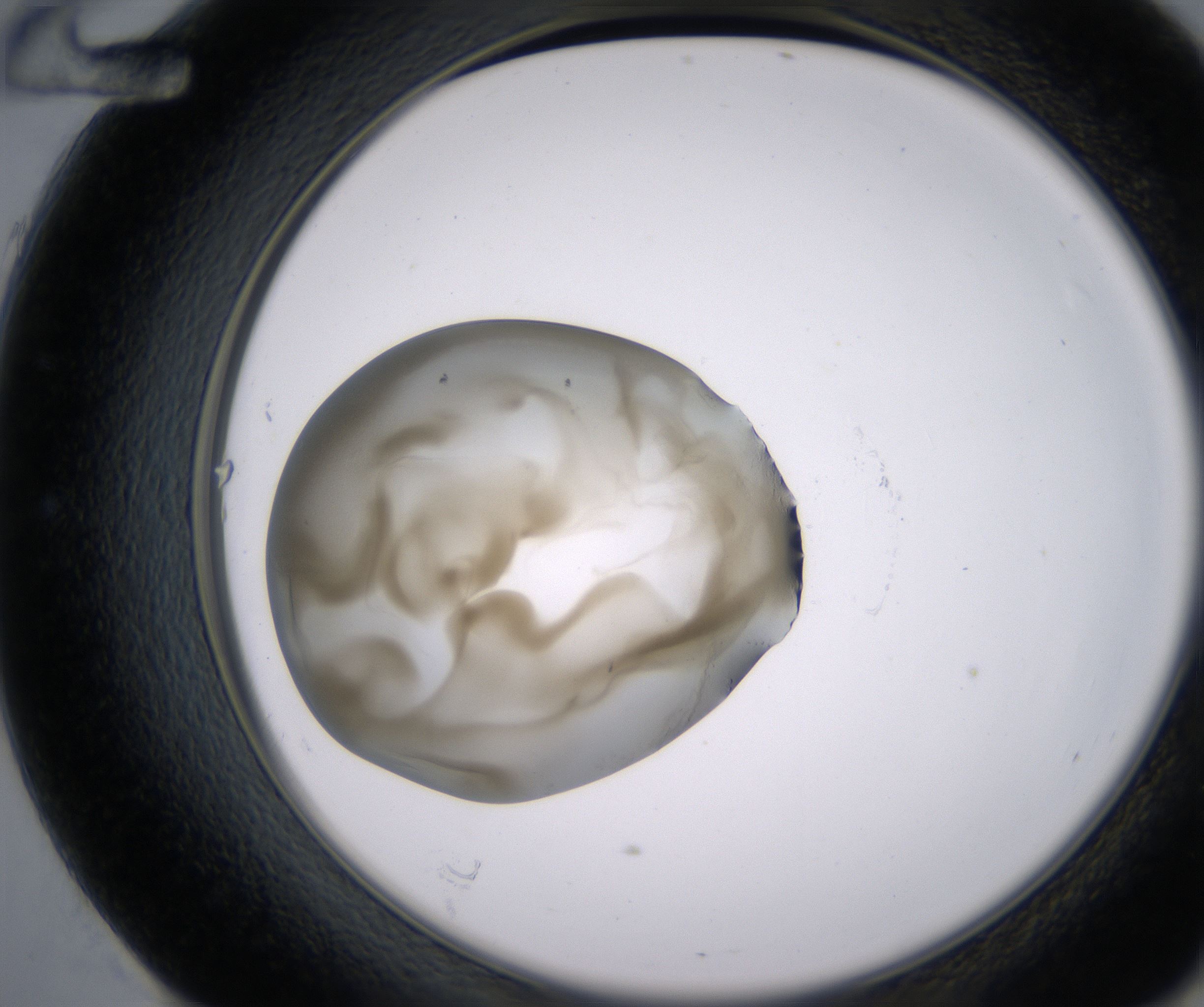 E12_HighResolution_Precipitate_2.jpg