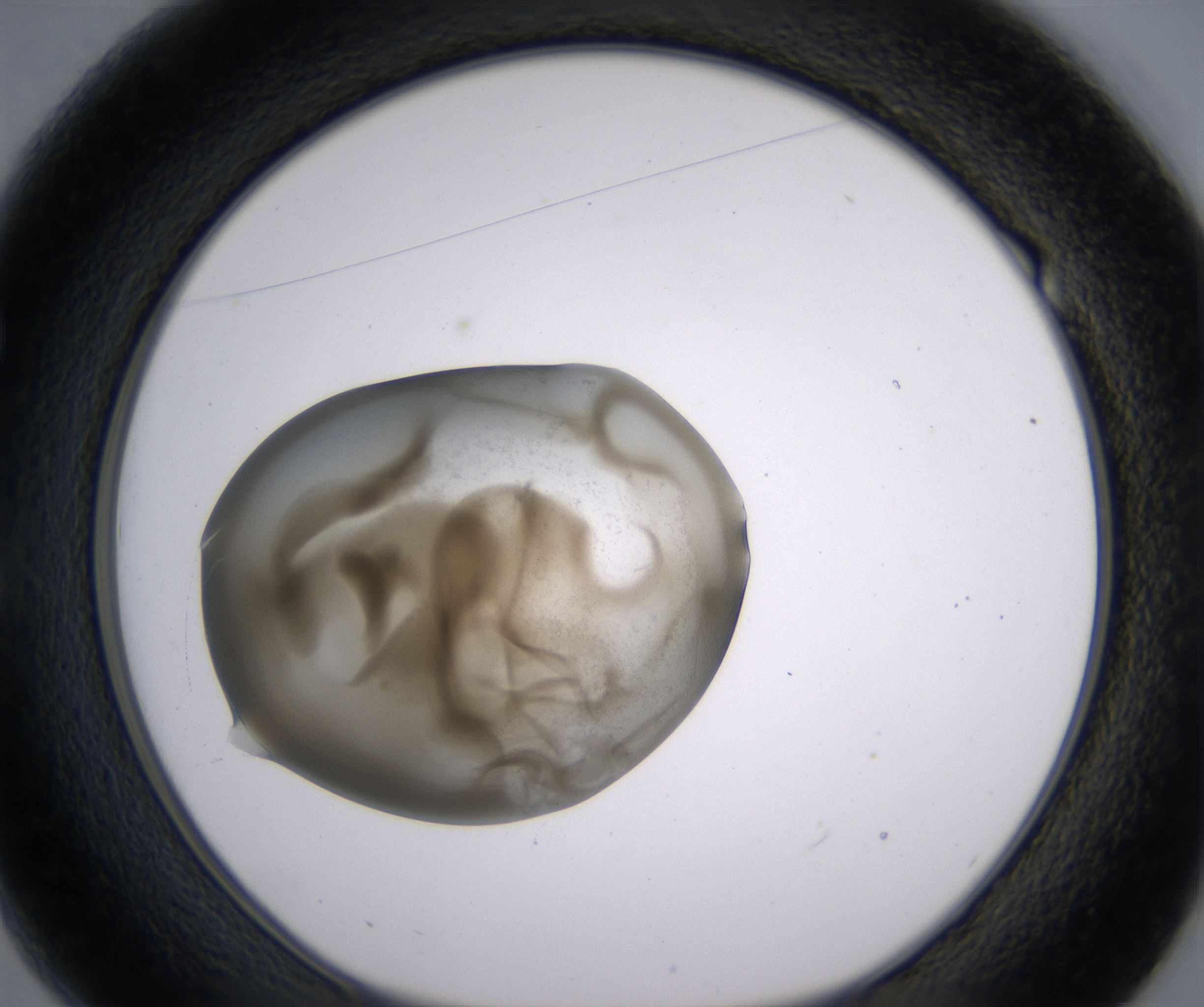 E1_HighResolution_Precipitate_1.jpg