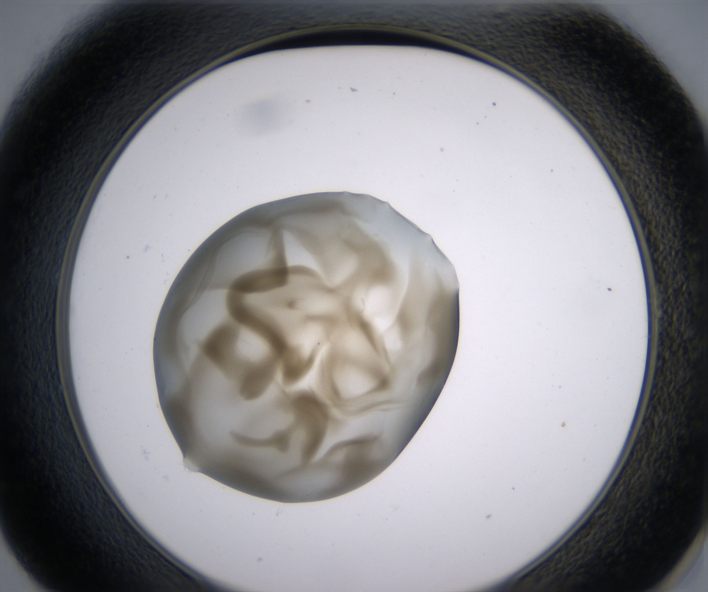 E1_HighResolution_Precipitate_2.jpg