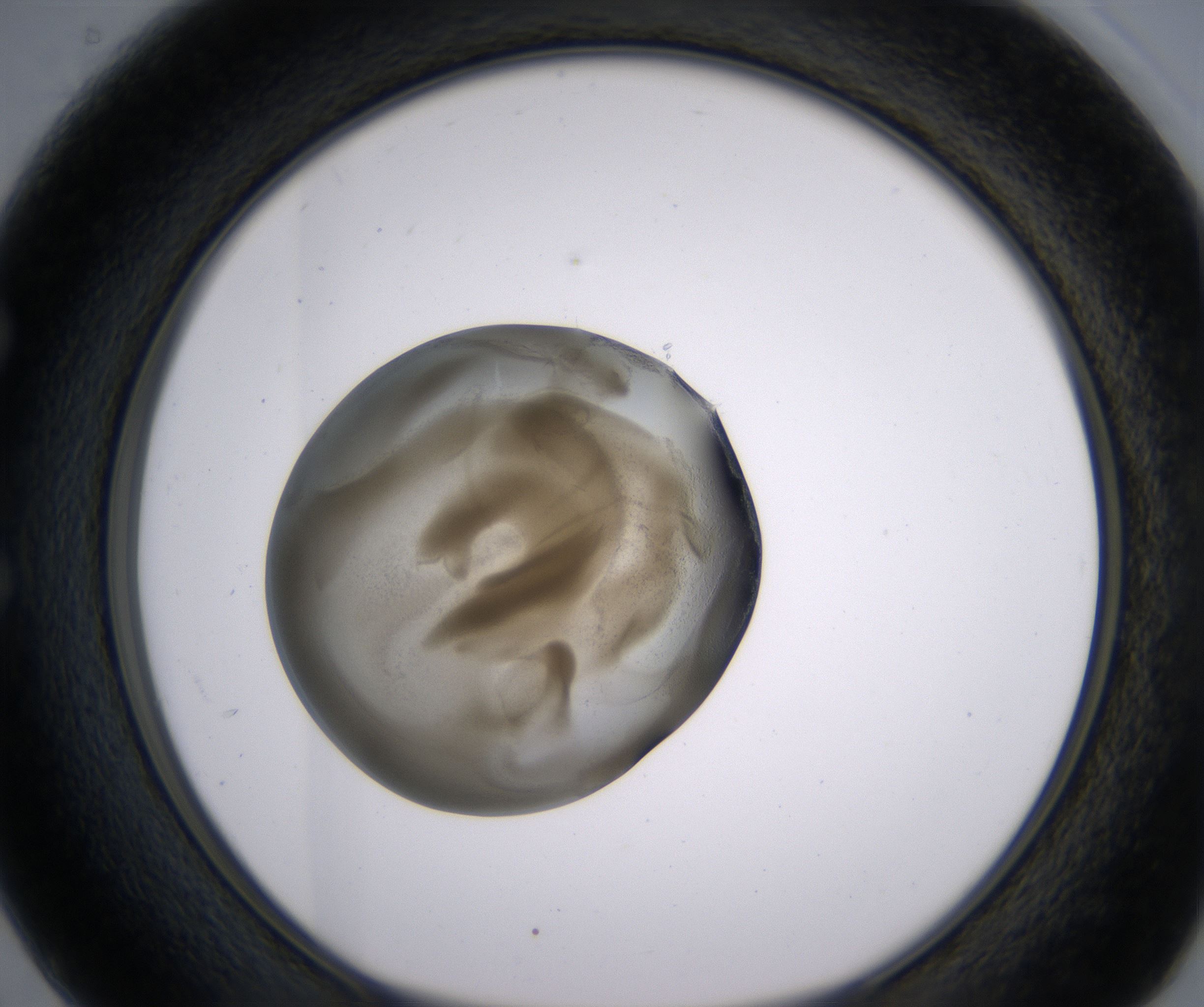 E2_HighResolution_Precipitate_1.jpg