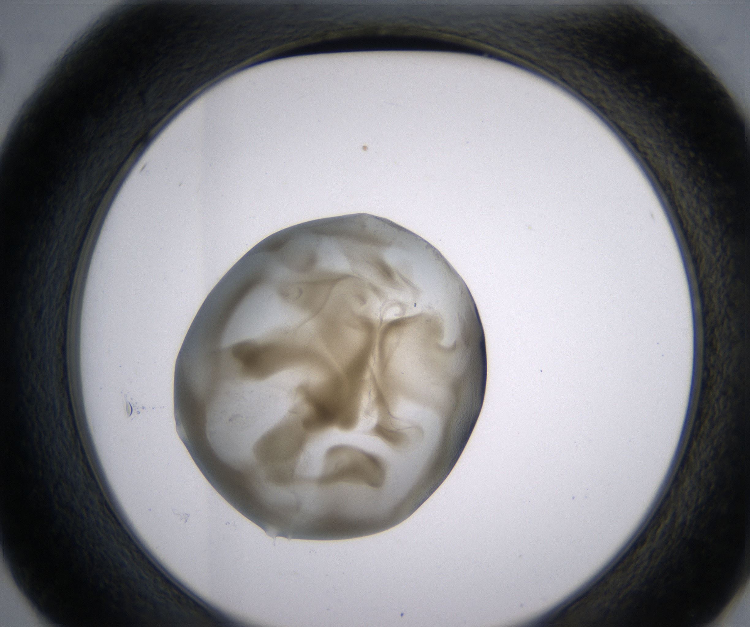 E2_HighResolution_Precipitate_2.jpg