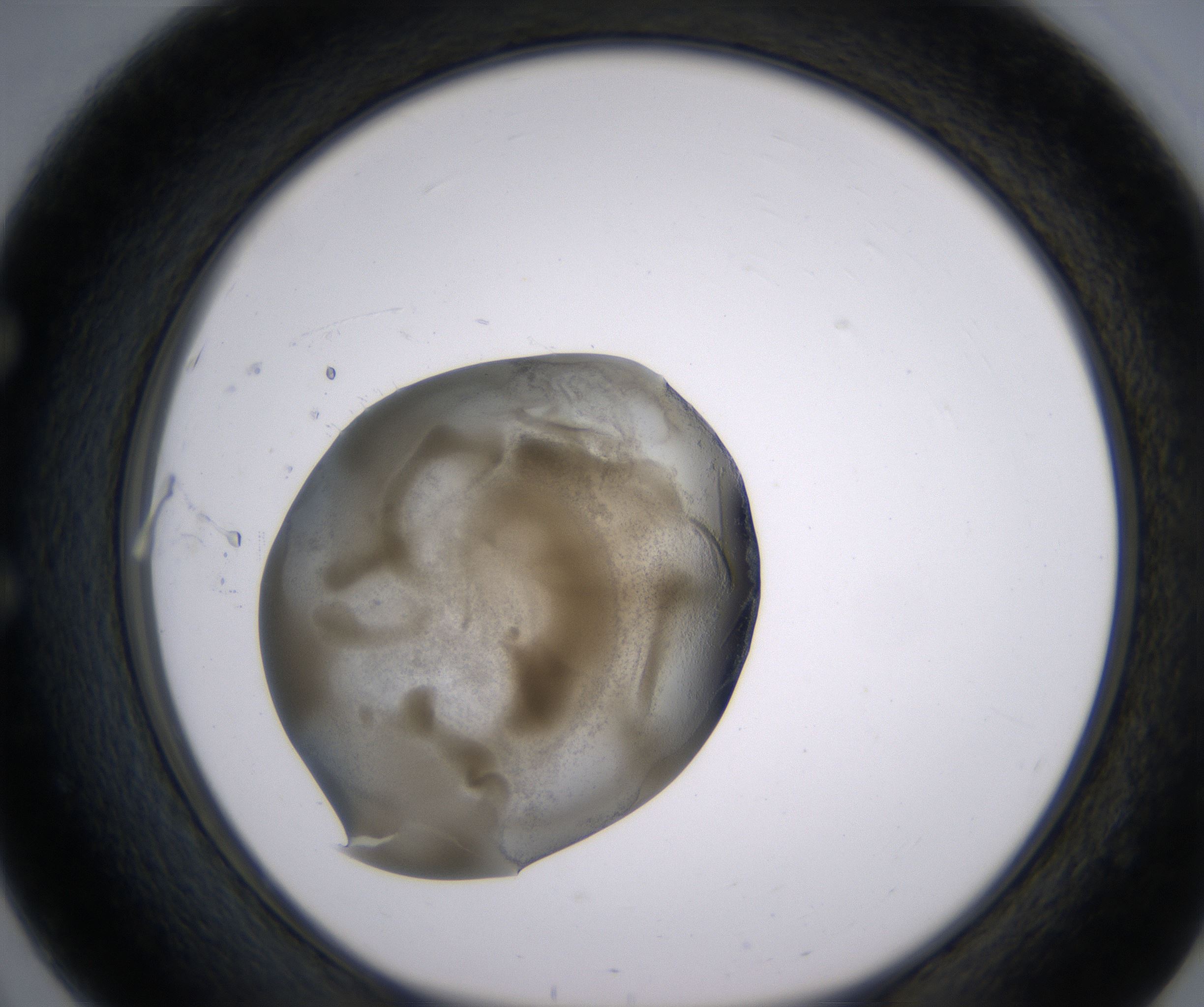 E3_HighResolution_Precipitate_1.jpg