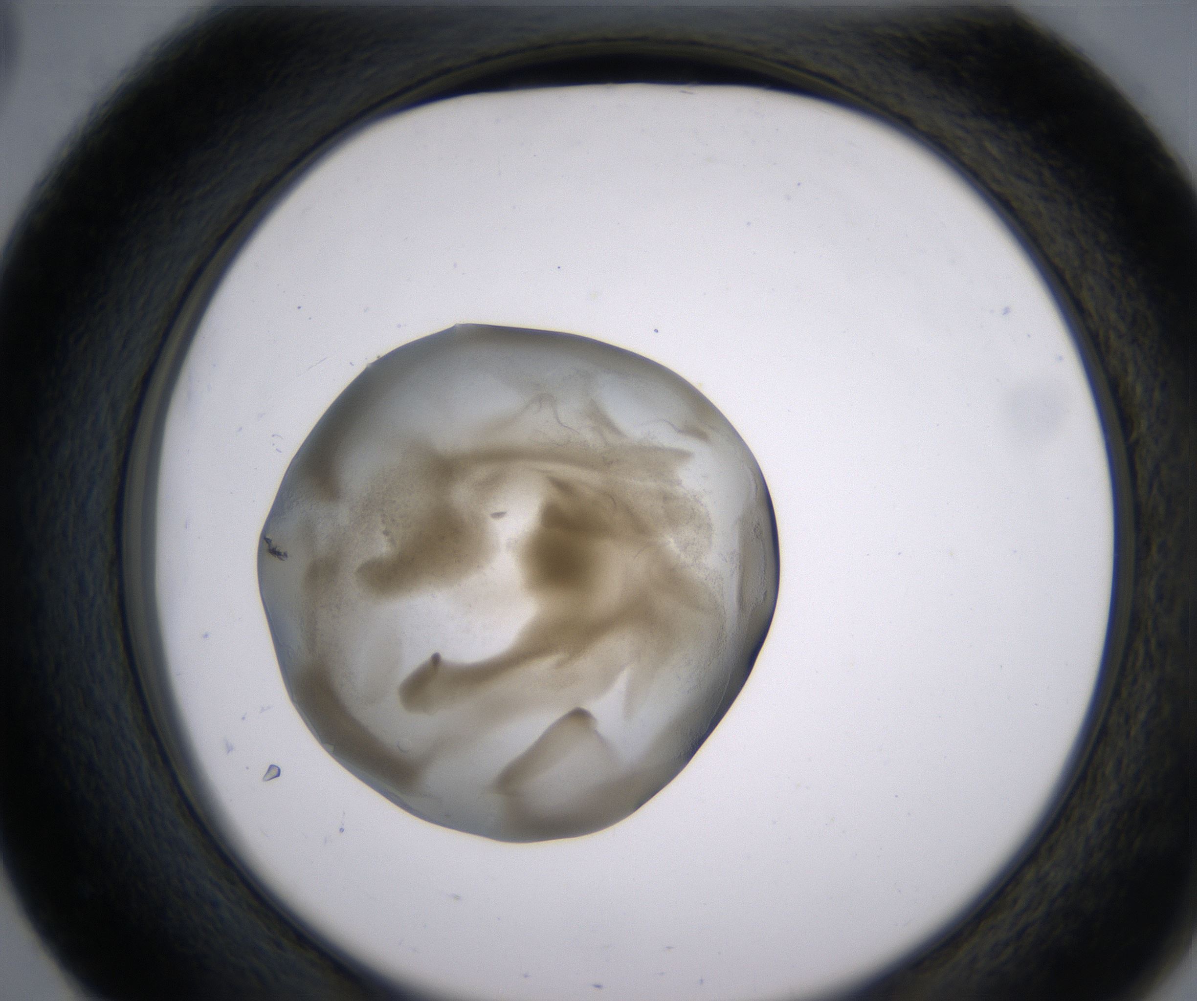 E3_HighResolution_Precipitate_2.jpg