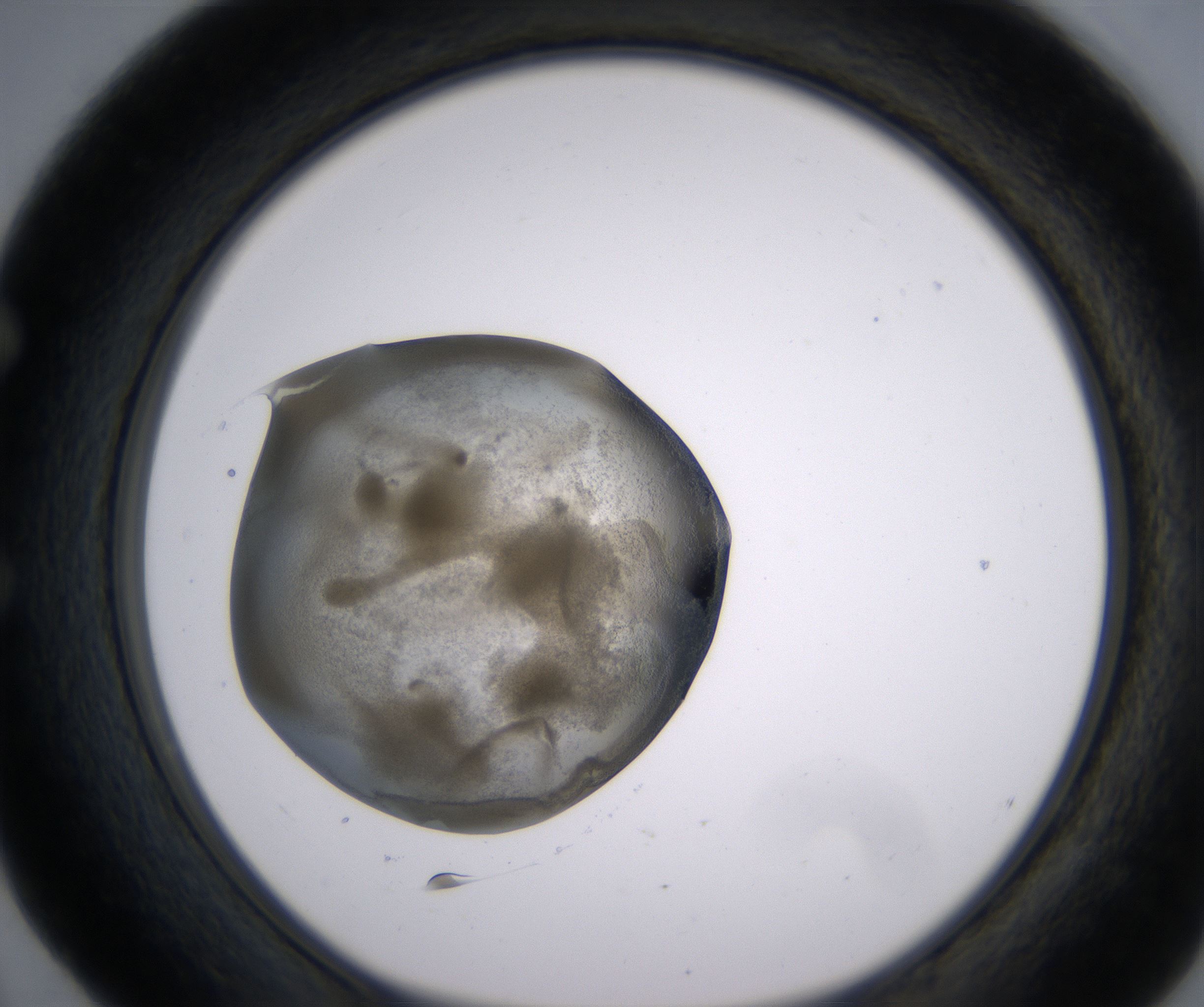 E4_HighResolution_Precipitate_1.jpg
