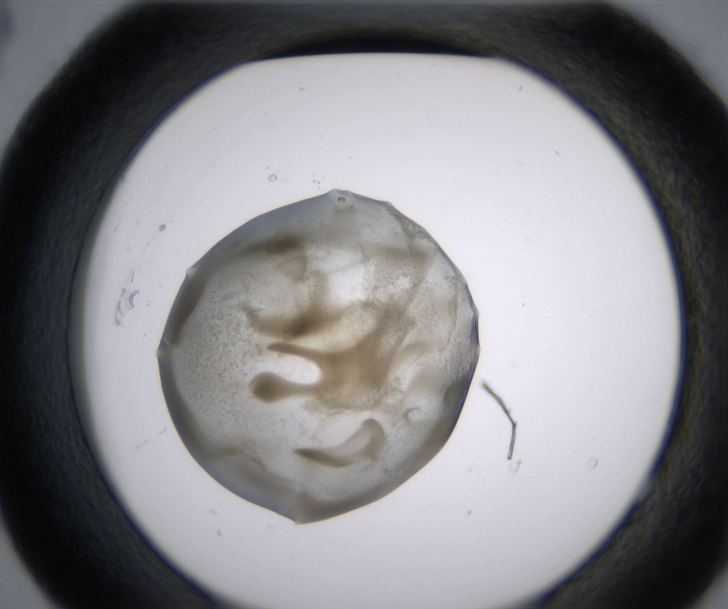 E4_HighResolution_Precipitate_2.jpg