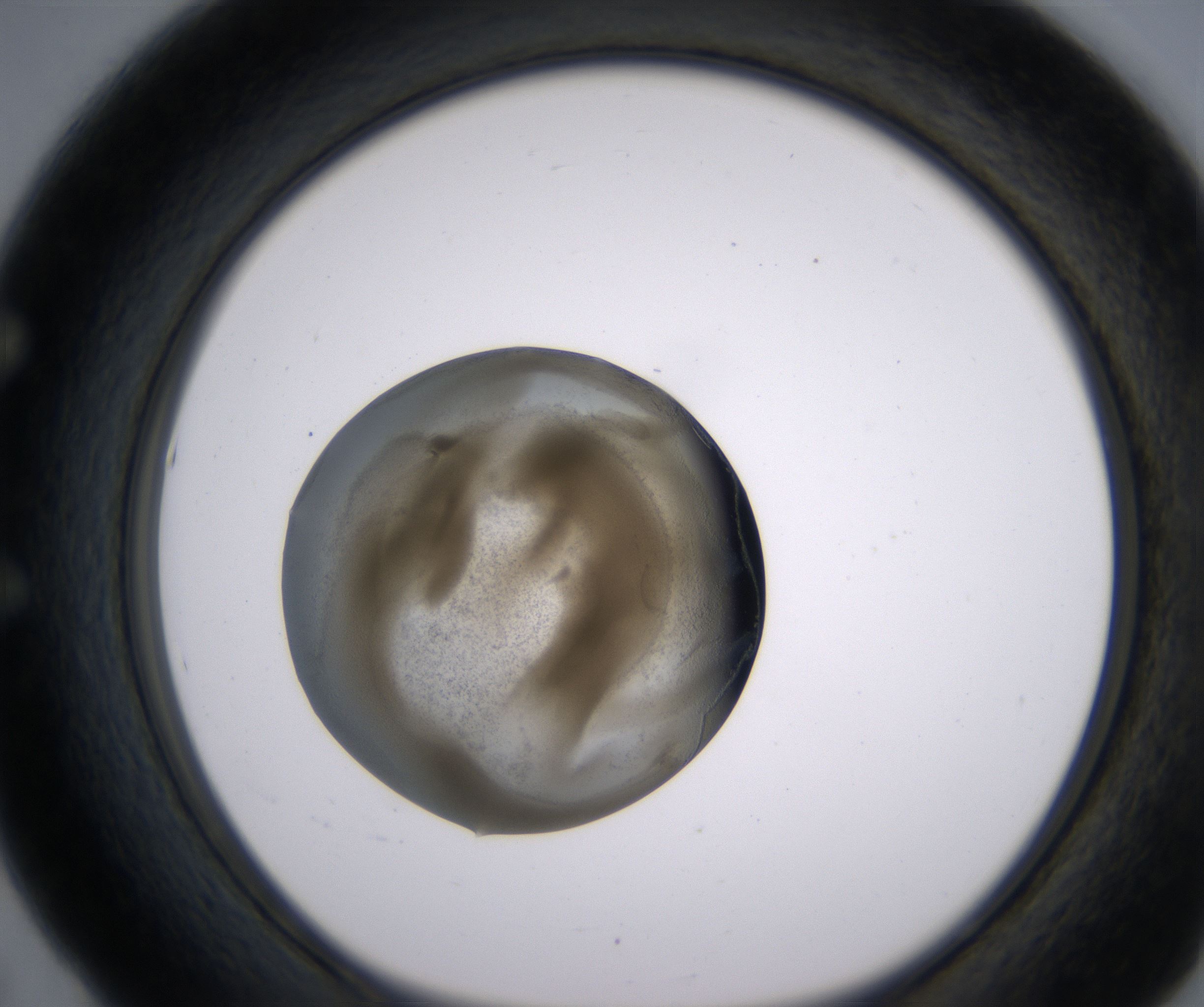 E5_HighResolution_Precipitate_1.jpg