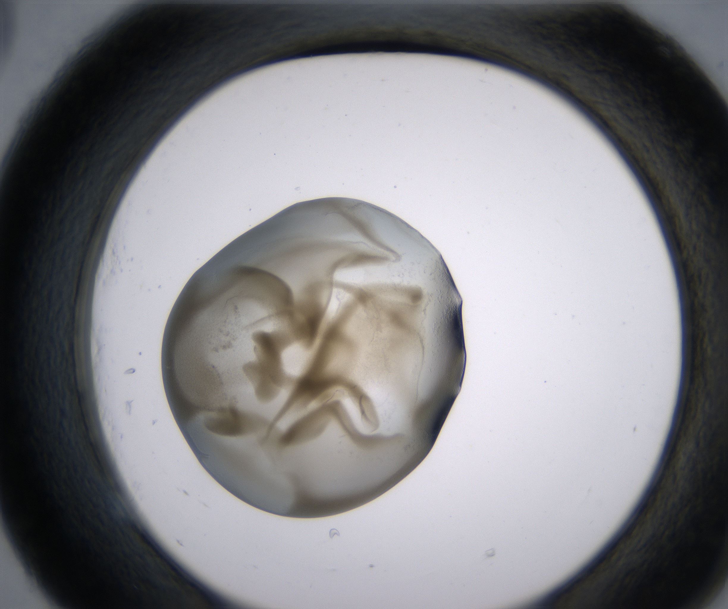 E5_HighResolution_Precipitate_2.jpg