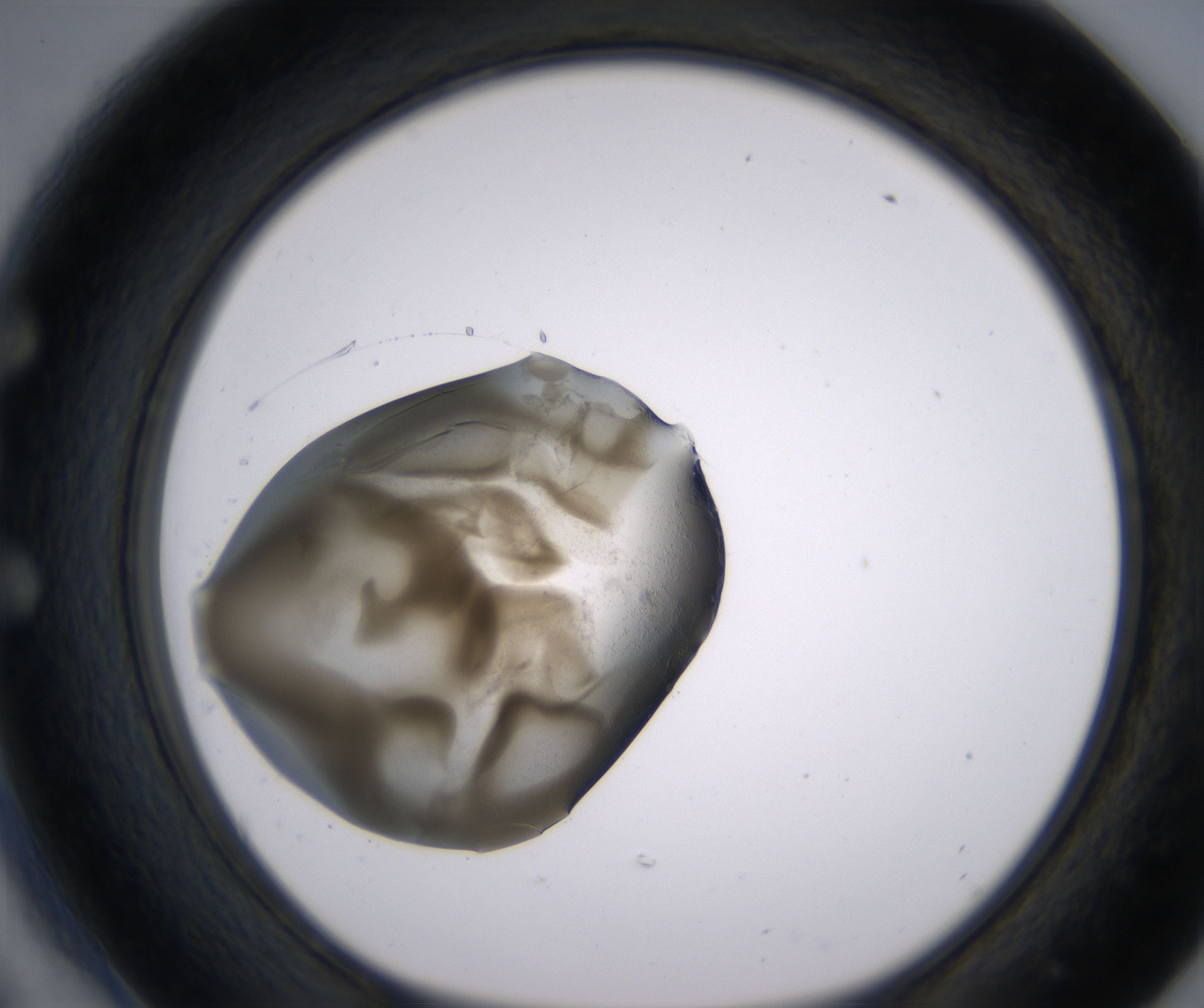 E6_HighResolution_Precipitate_1.jpg