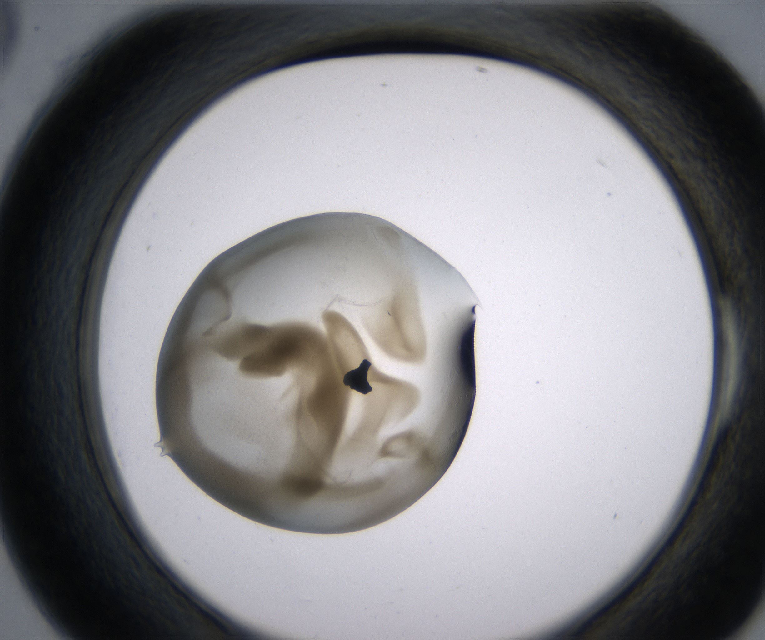 E6_HighResolution_Precipitate_2.jpg