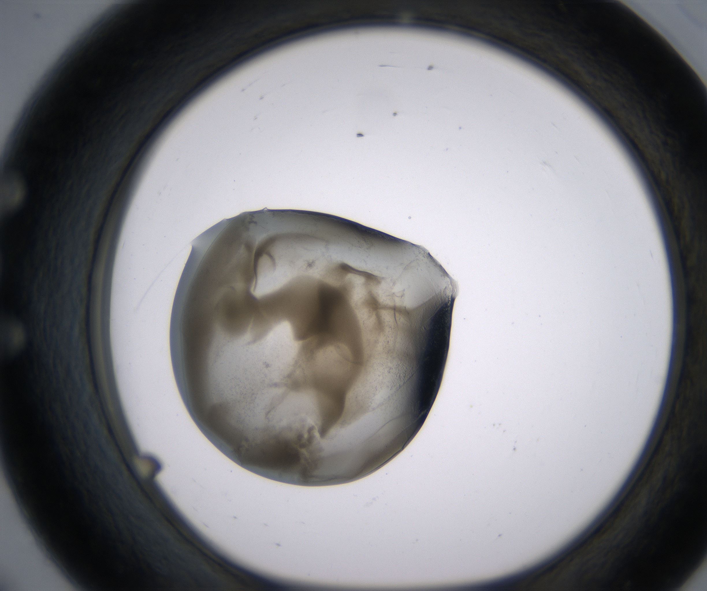E8_HighResolution_Precipitate_1.jpg