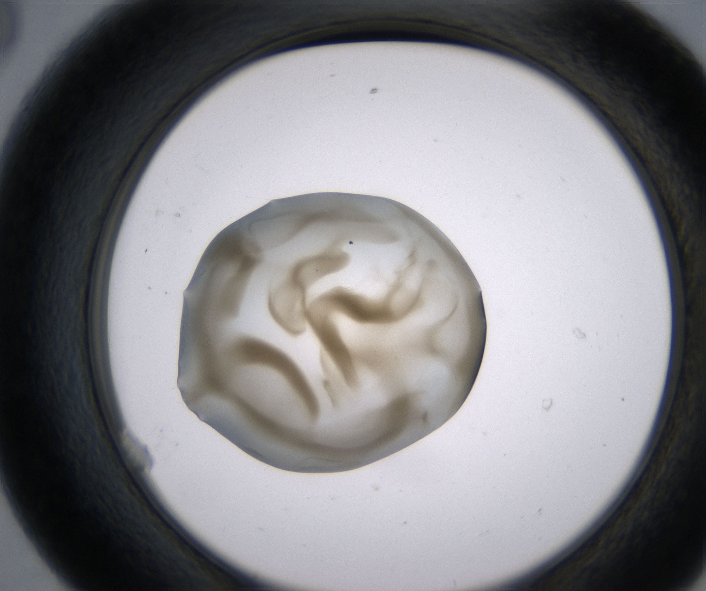 E8_HighResolution_Precipitate_2.jpg
