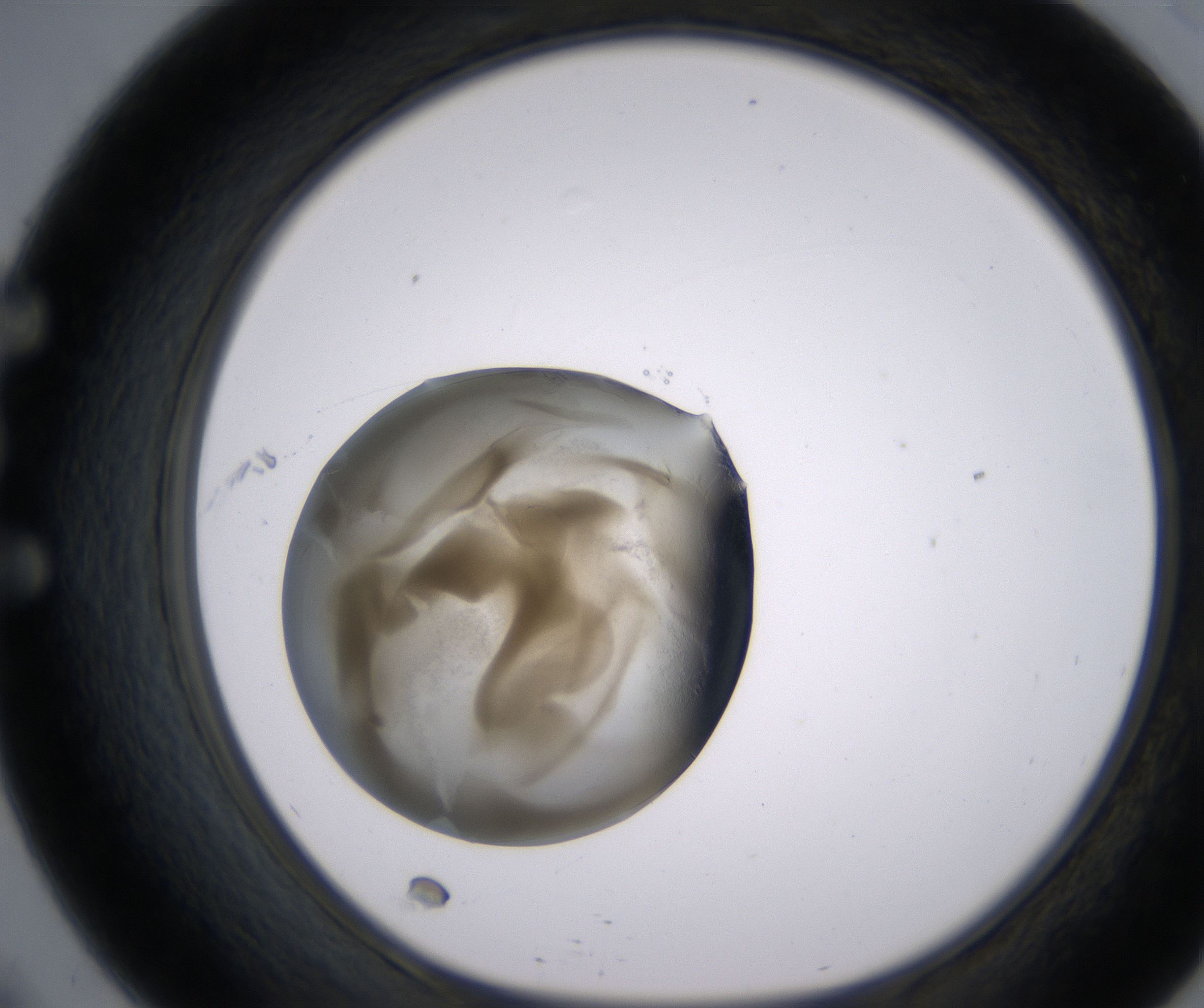 E9_HighResolution_Precipitate_1.jpg