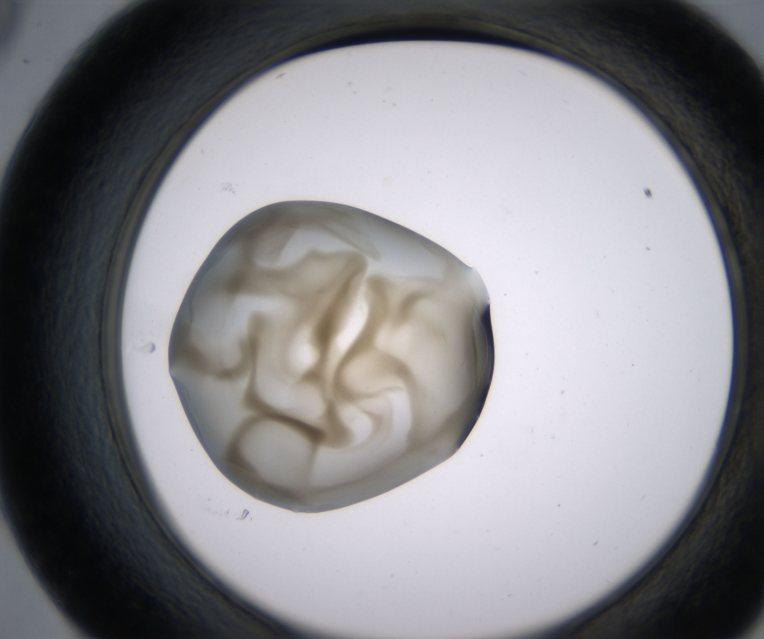 E9_HighResolution_Precipitate_2.jpg