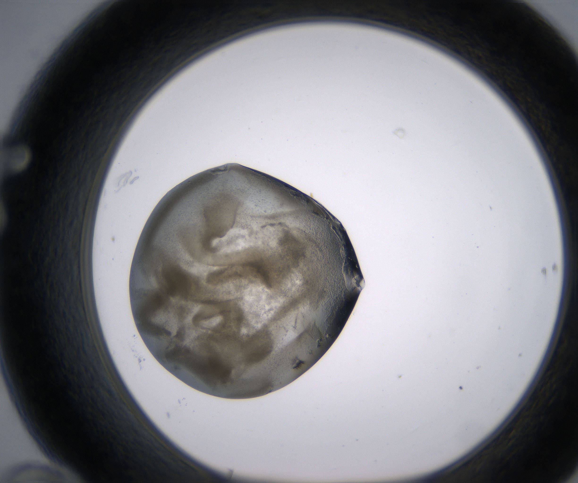 F10_HighResolution_Precipitate_1.jpg