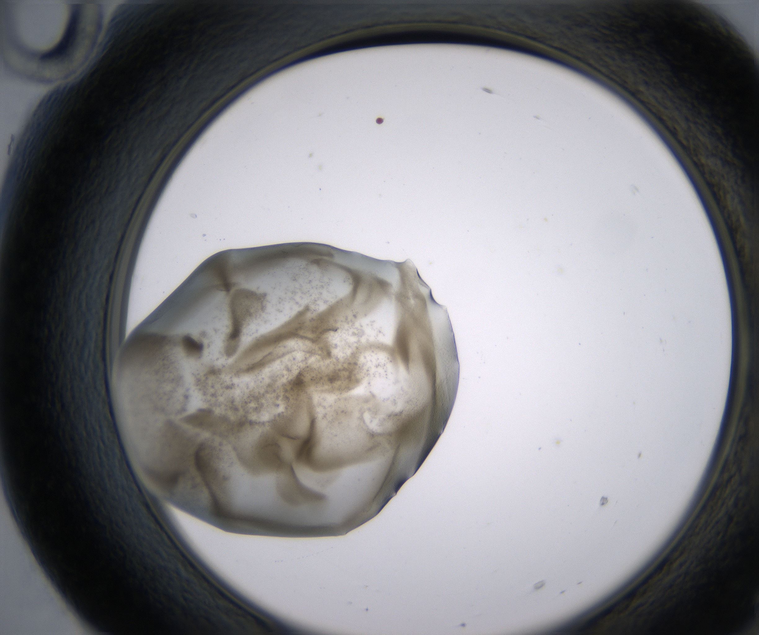 F10_HighResolution_Precipitate_2.jpg