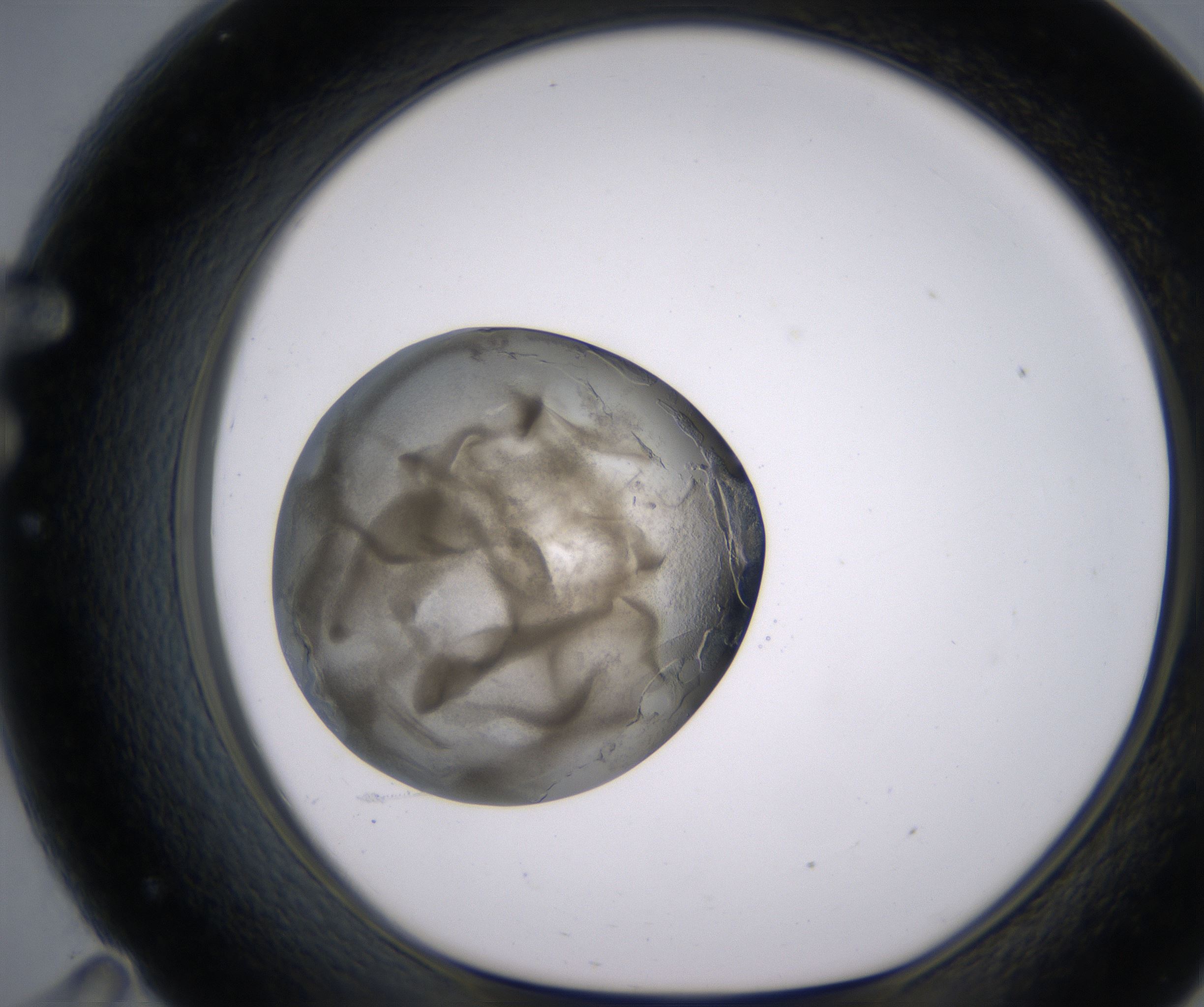F11_HighResolution_Precipitate_1.jpg