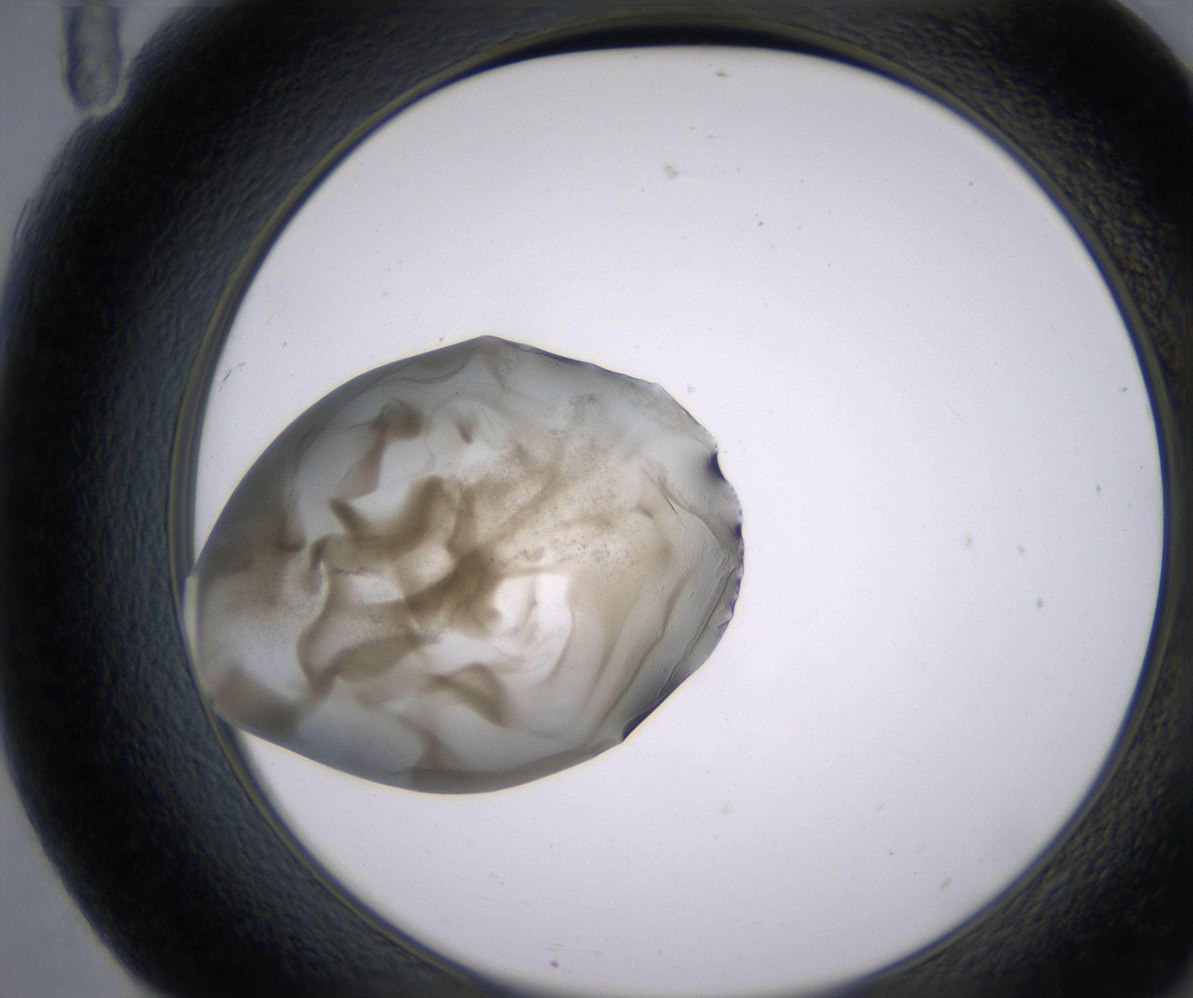 F11_HighResolution_Precipitate_2.jpg