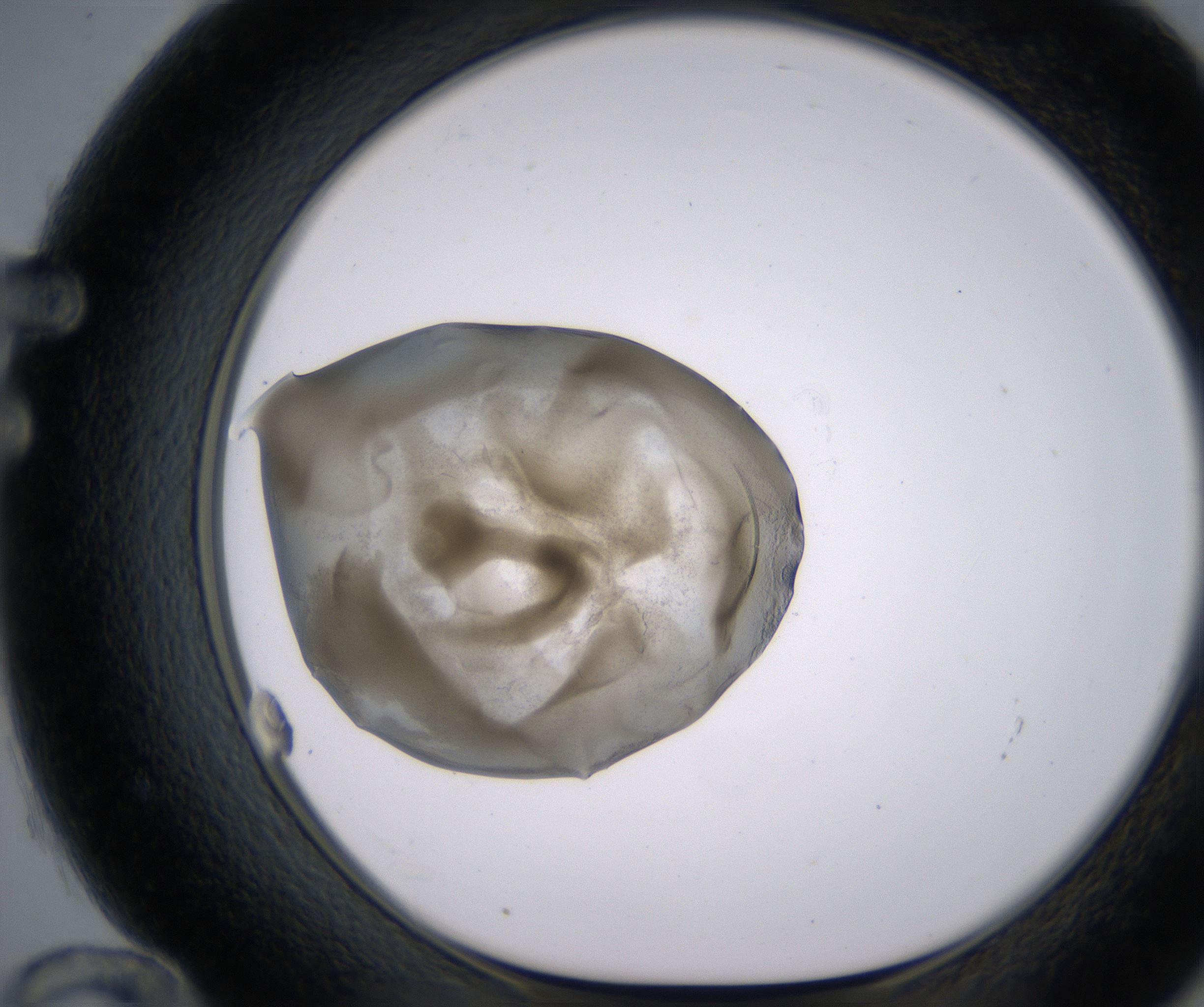 F12_HighResolution_Precipitate_1.jpg