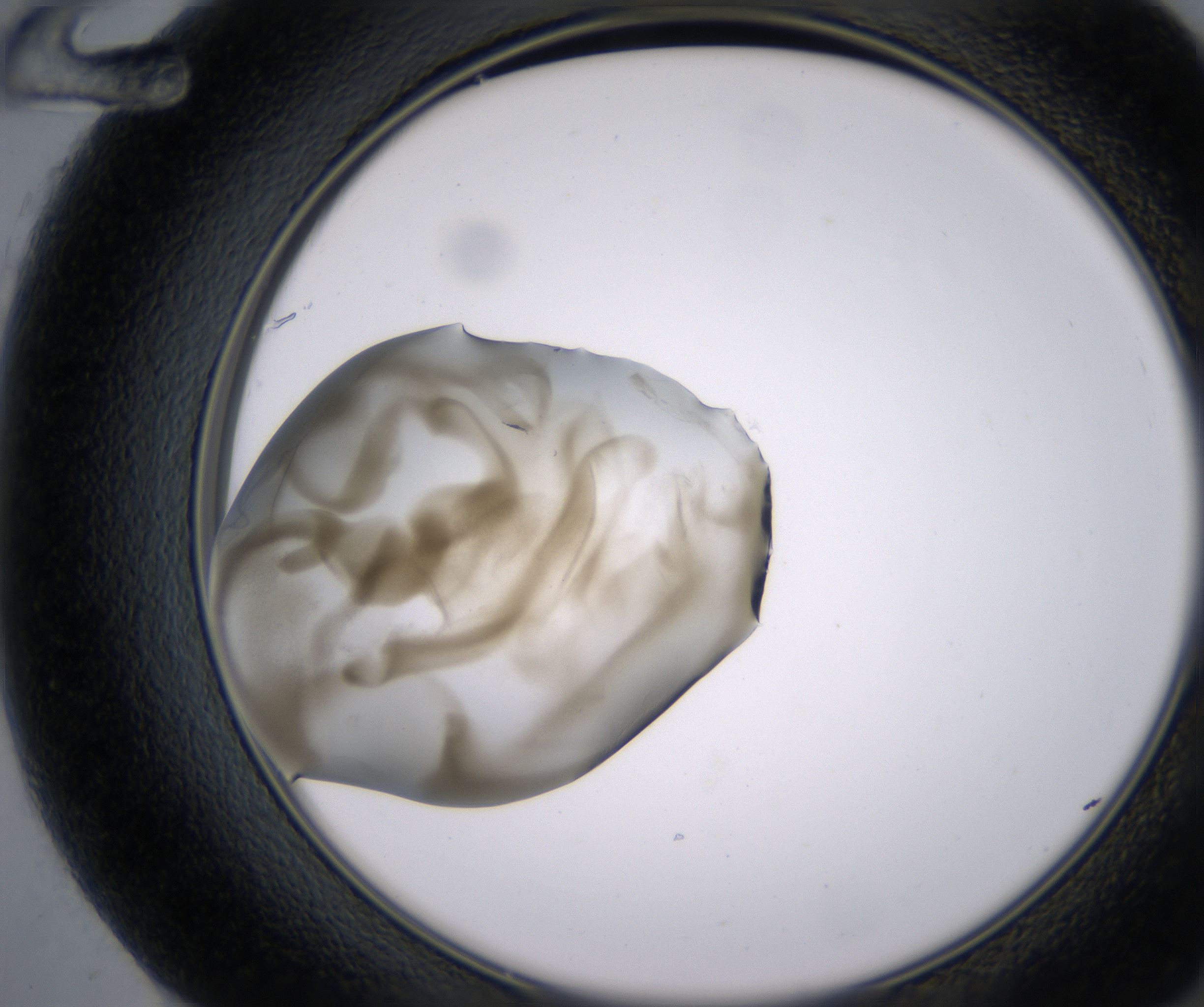 F12_HighResolution_Precipitate_2.jpg