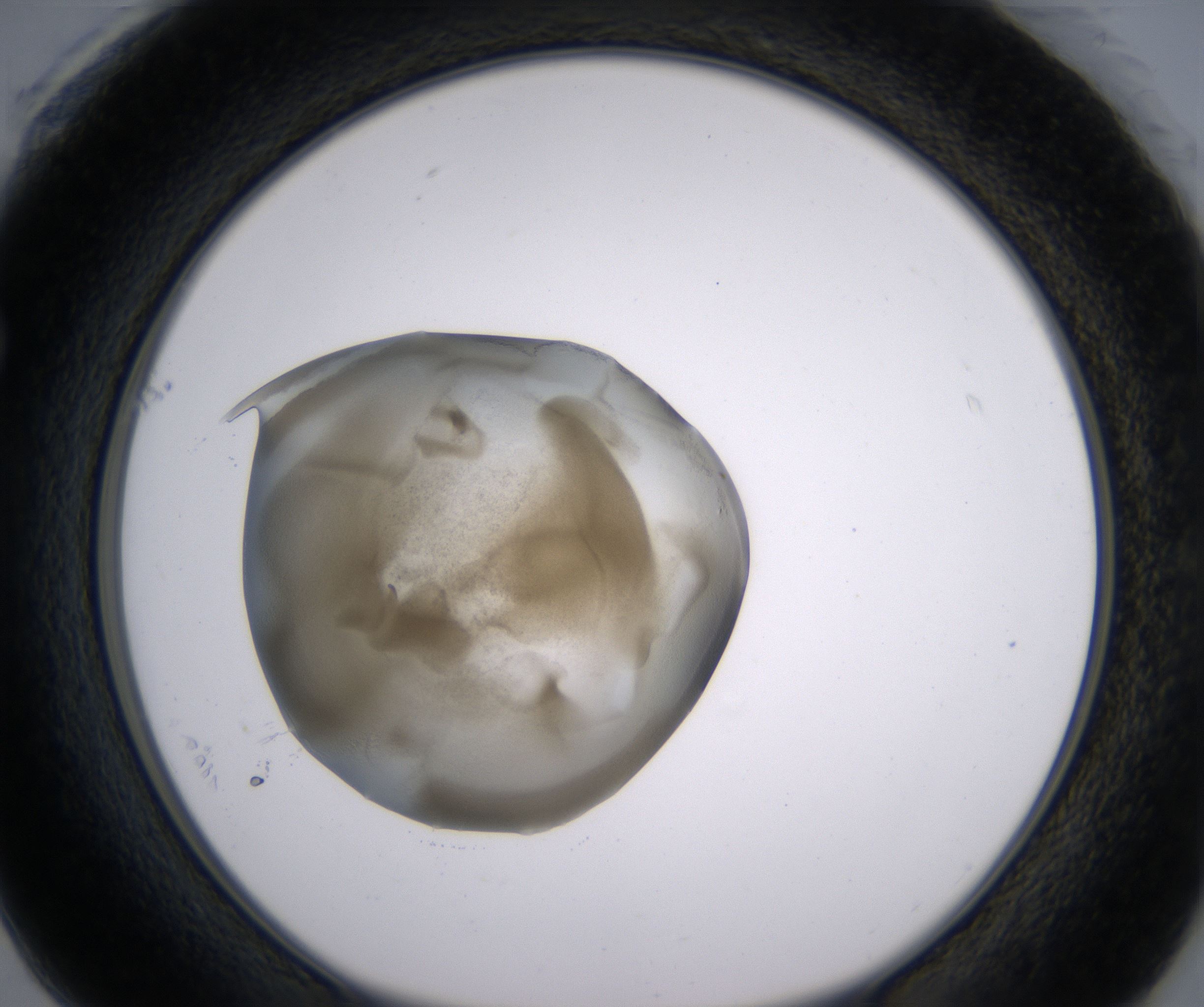 F1_HighResolution_Precipitate_1.jpg