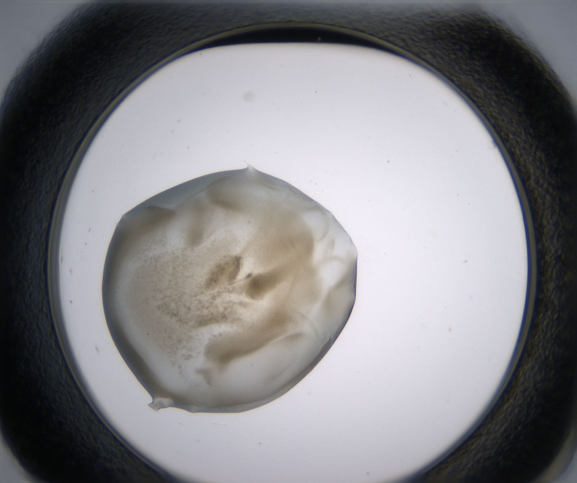 F1_HighResolution_Precipitate_2.jpg