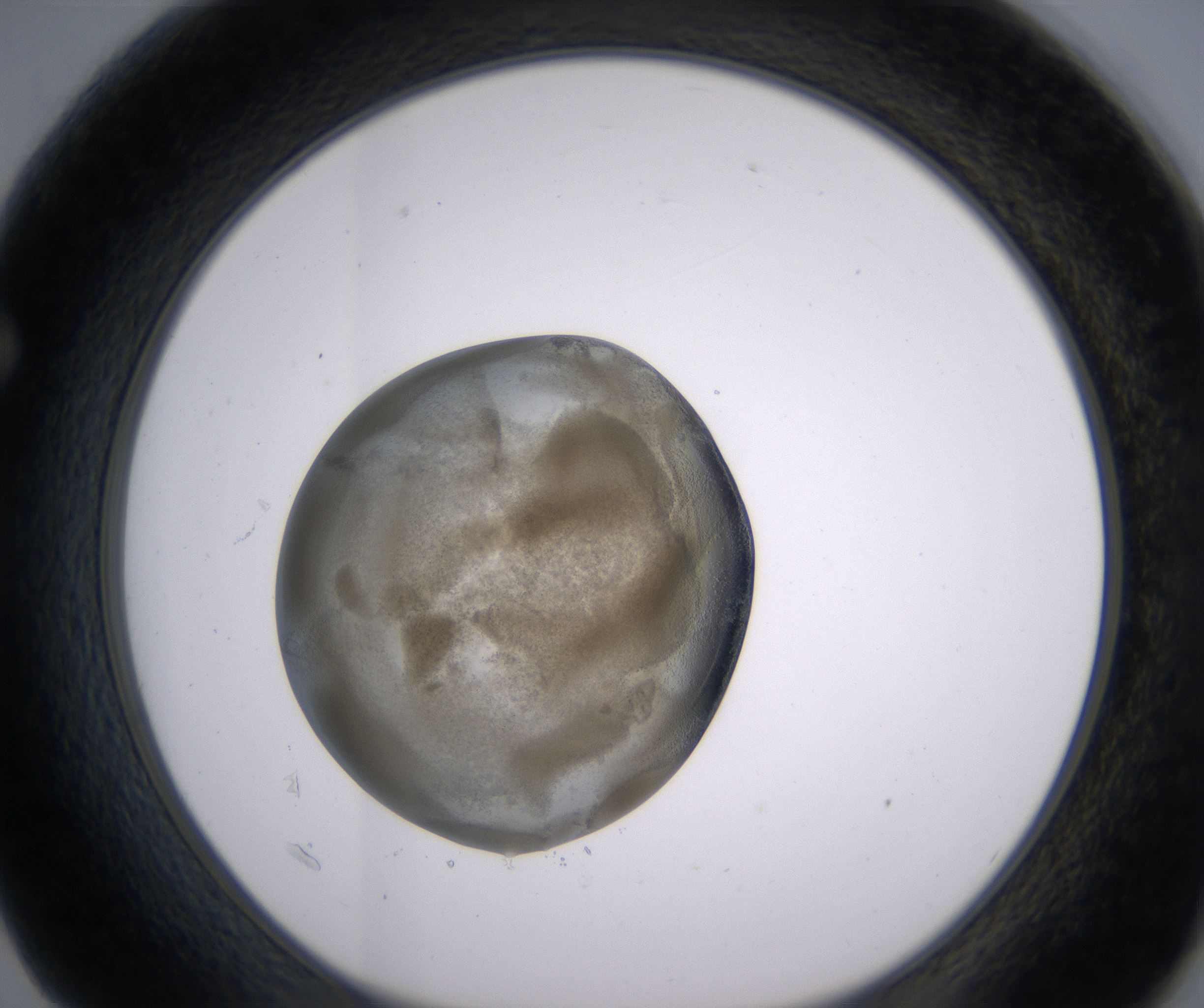 F2_HighResolution_Precipitate_1.jpg