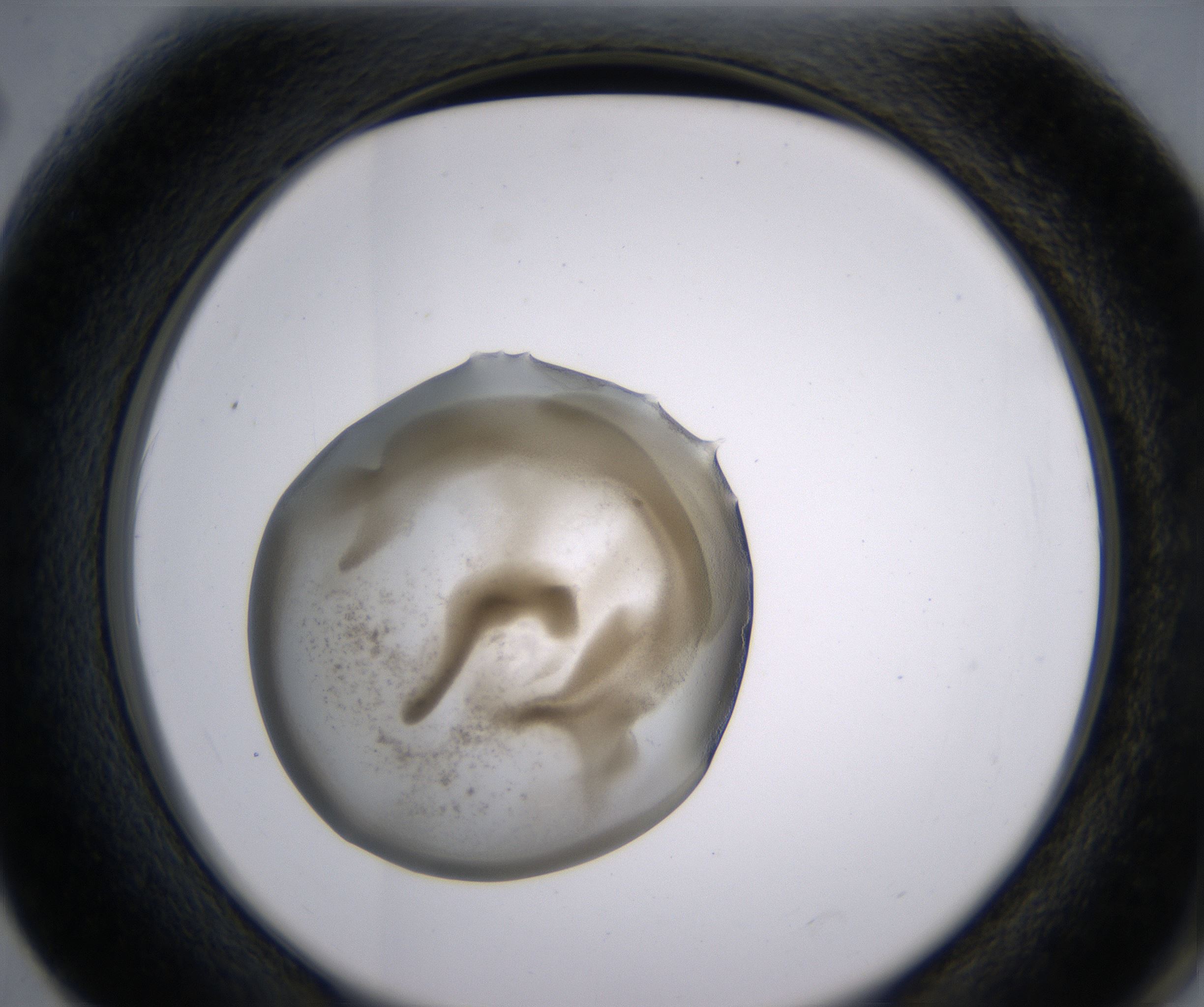 F2_HighResolution_Precipitate_2.jpg