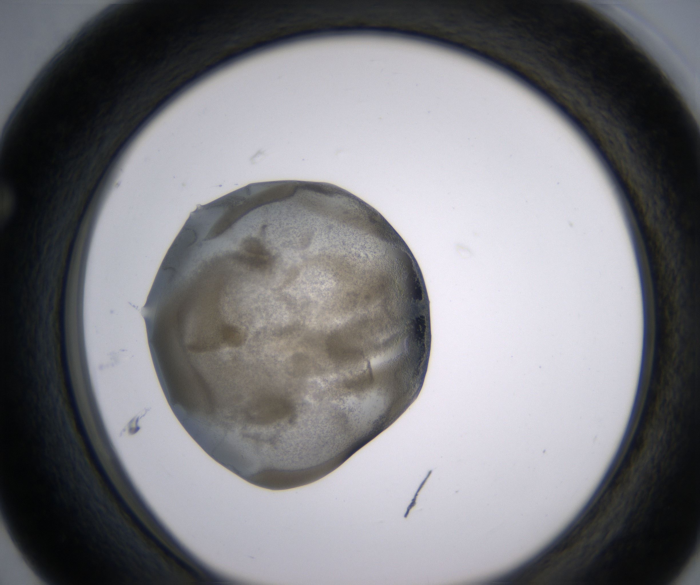 F3_HighResolution_Precipitate_1.jpg