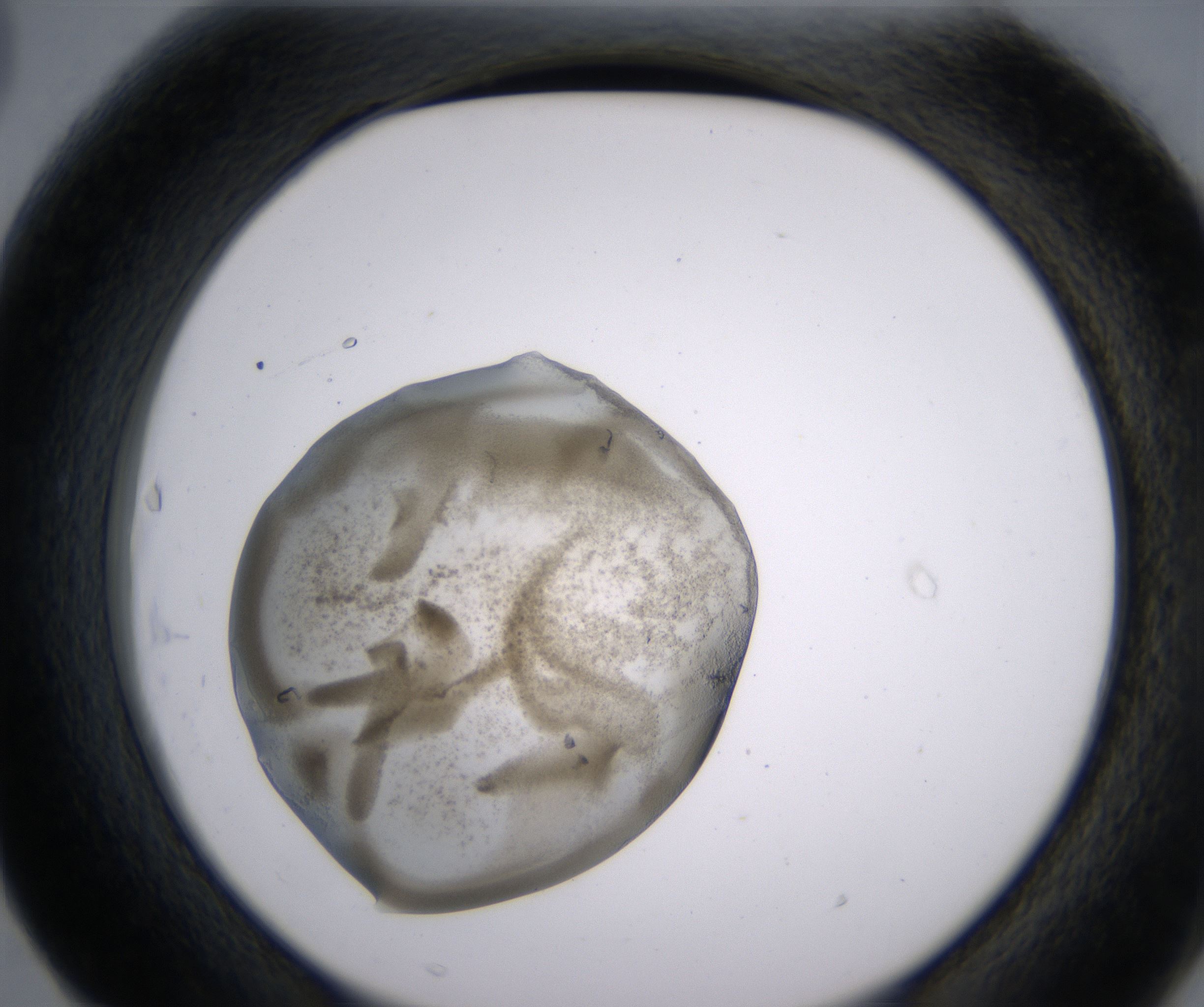 F3_HighResolution_Precipitate_2.jpg