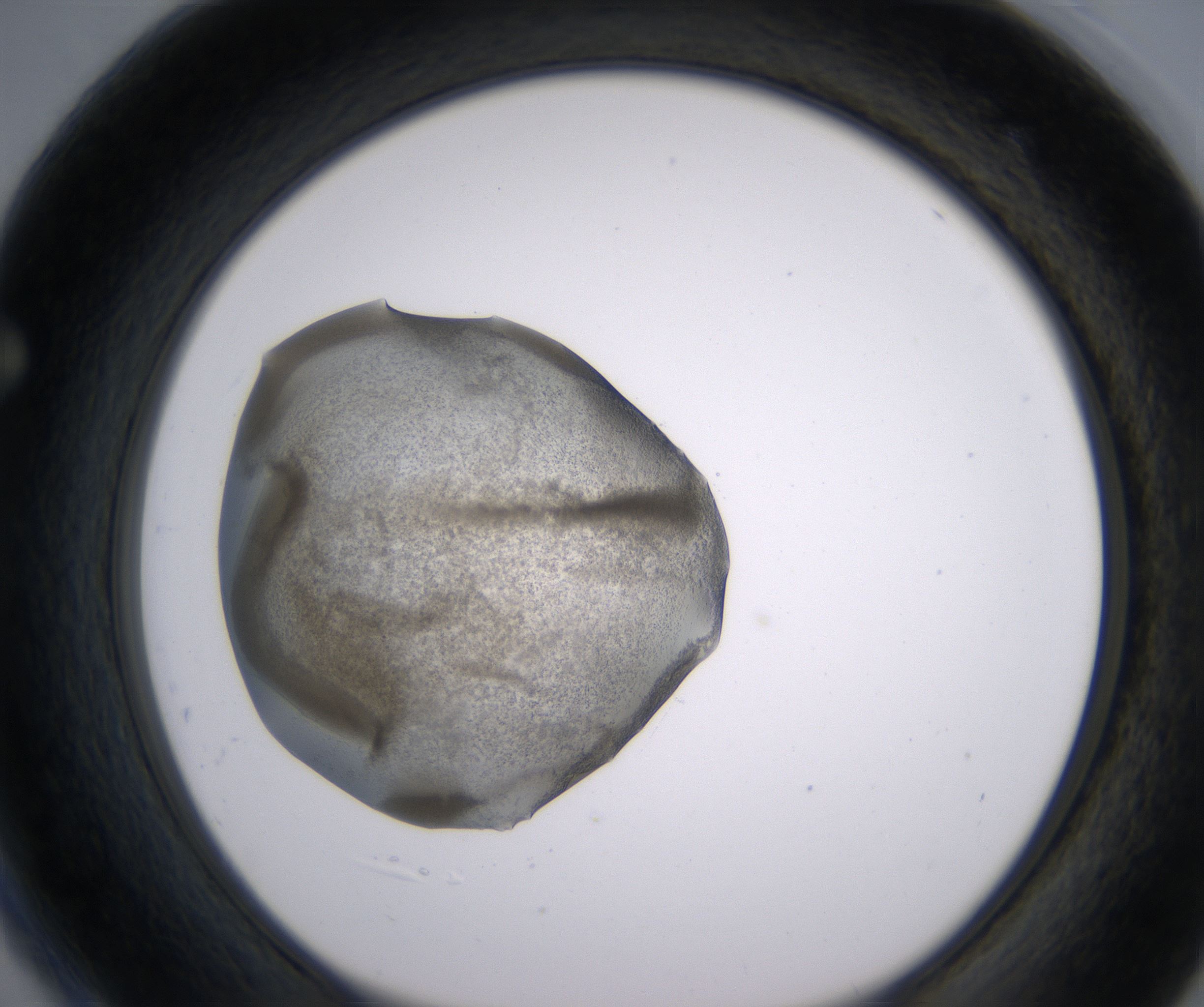 F4_HighResolution_Precipitate_1.jpg