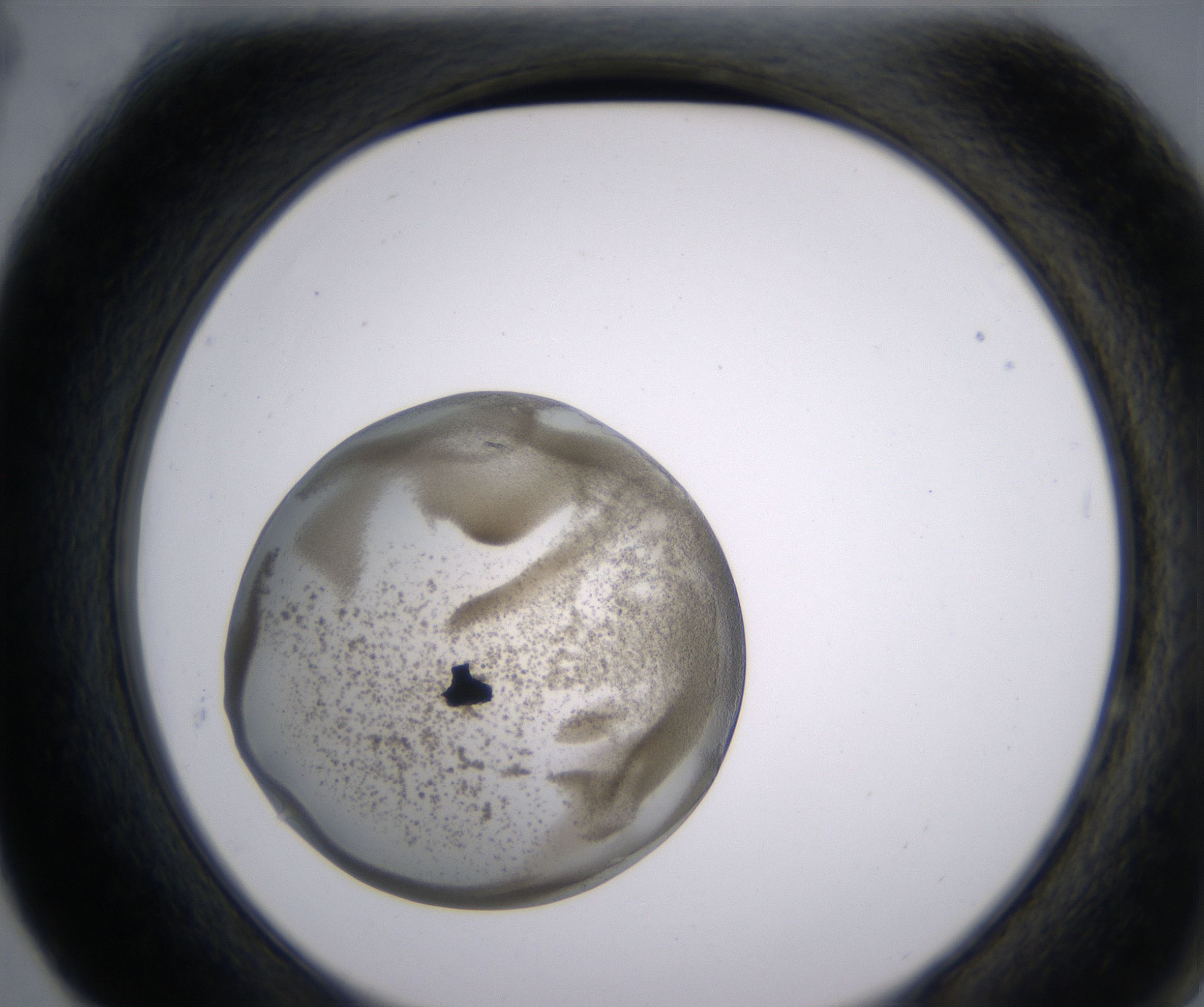 F4_HighResolution_Precipitate_2.jpg