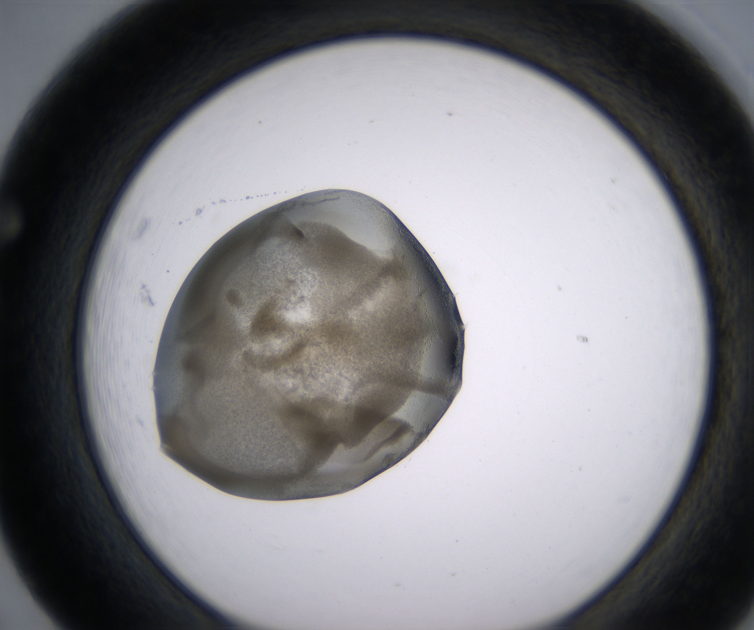 F5_HighResolution_Precipitate_1.jpg