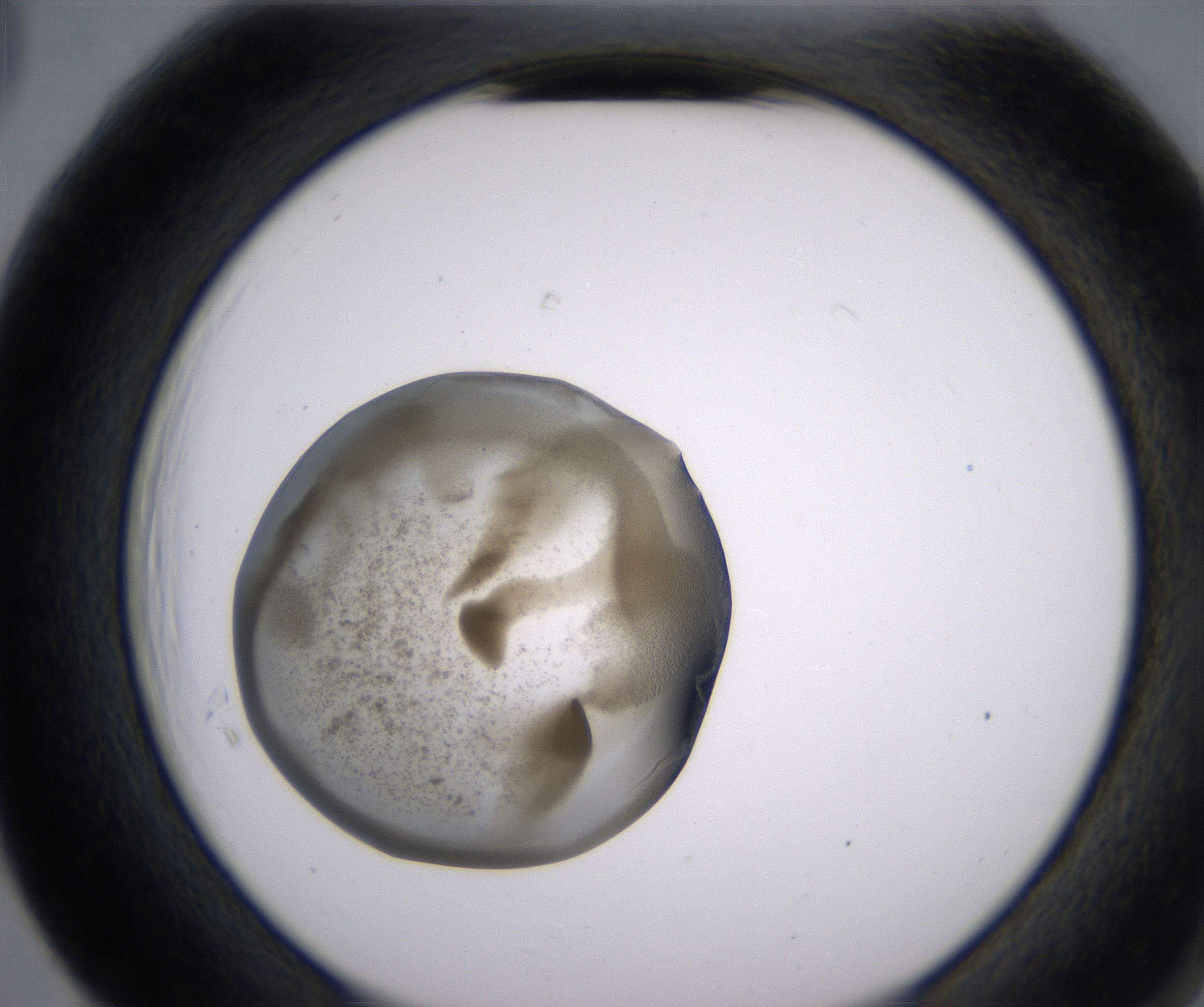 F5_HighResolution_Precipitate_2.jpg