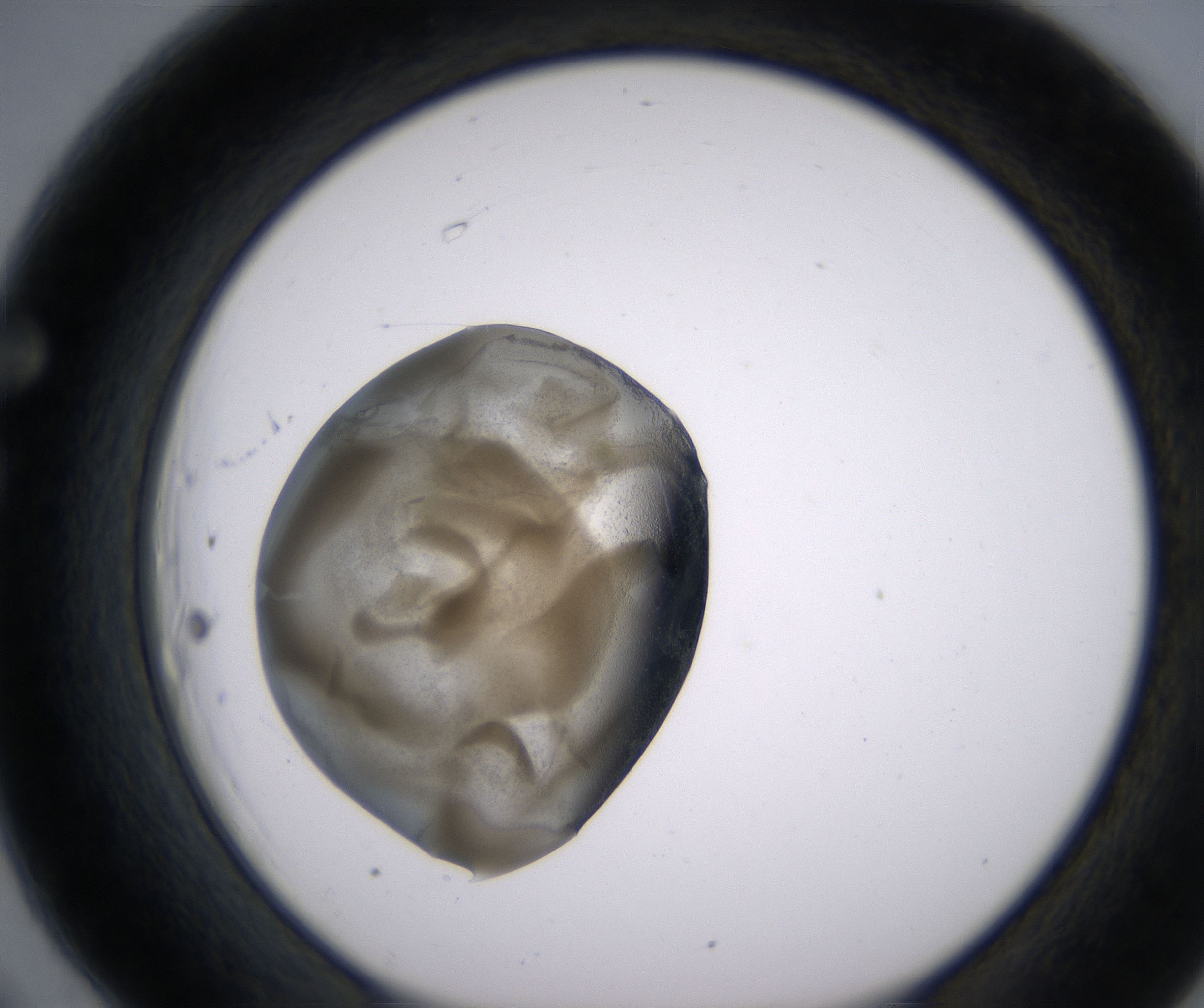 F6_HighResolution_Precipitate_1.jpg
