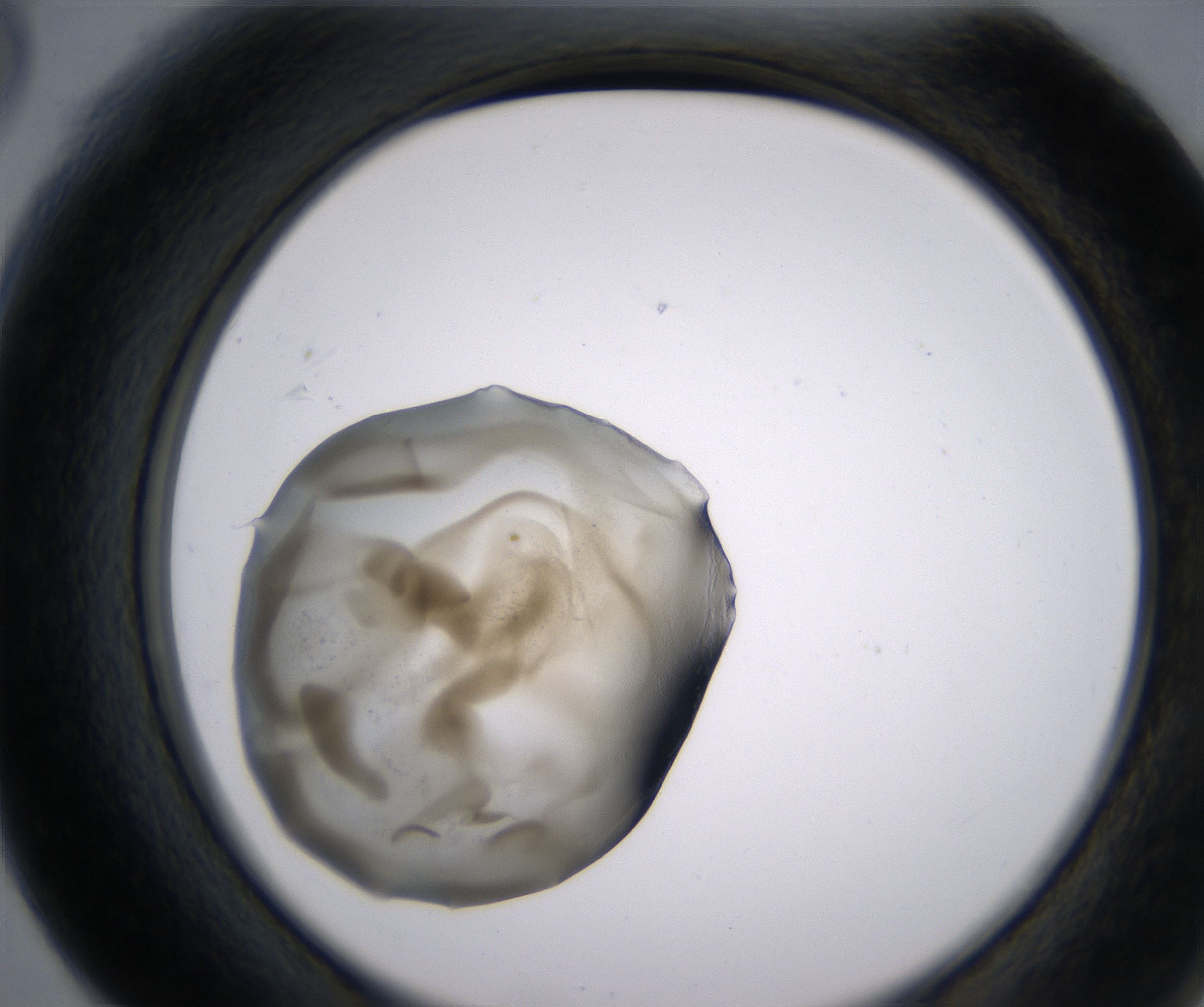 F6_HighResolution_Precipitate_2.jpg